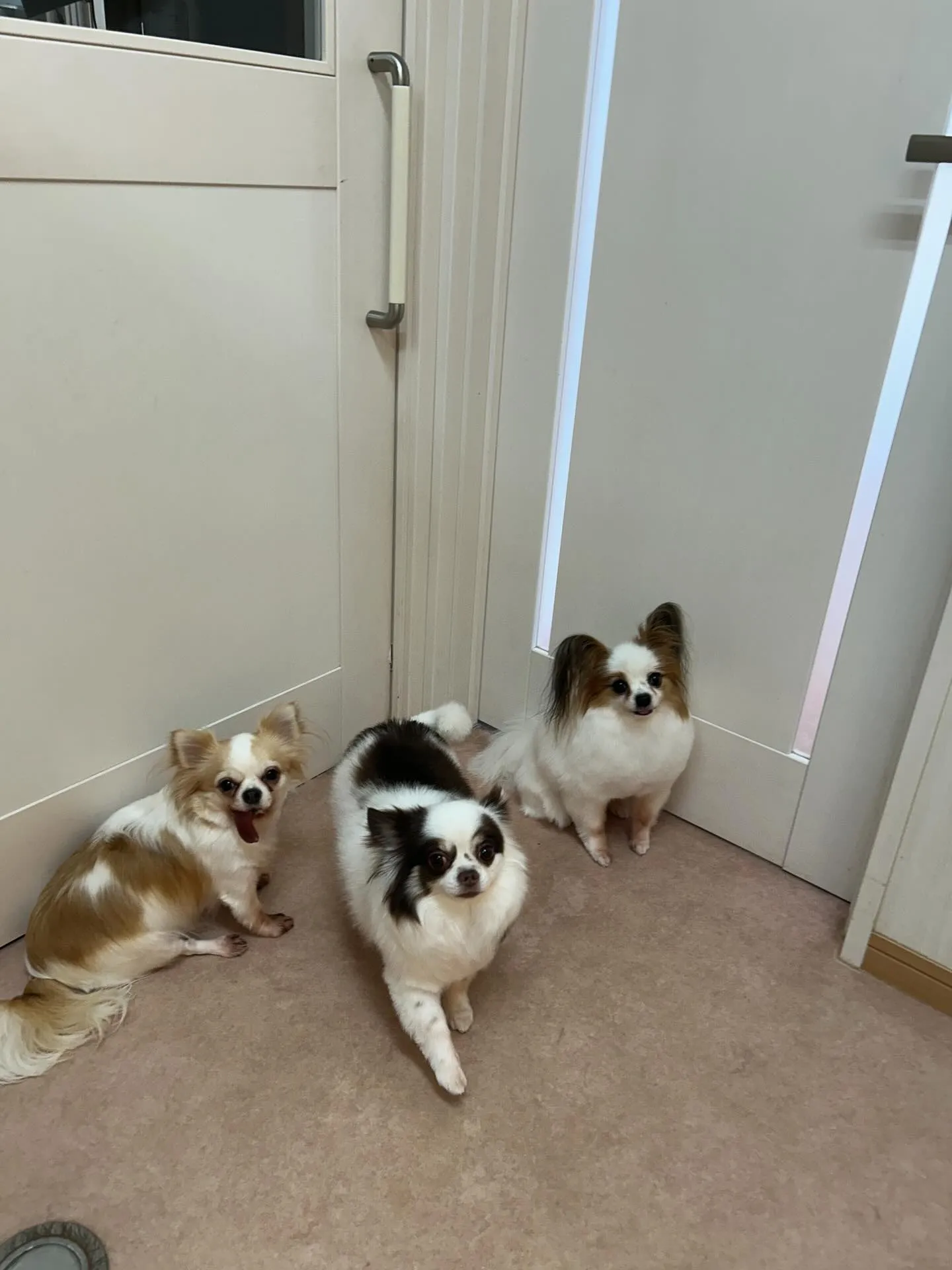 犬のトリミング✂️