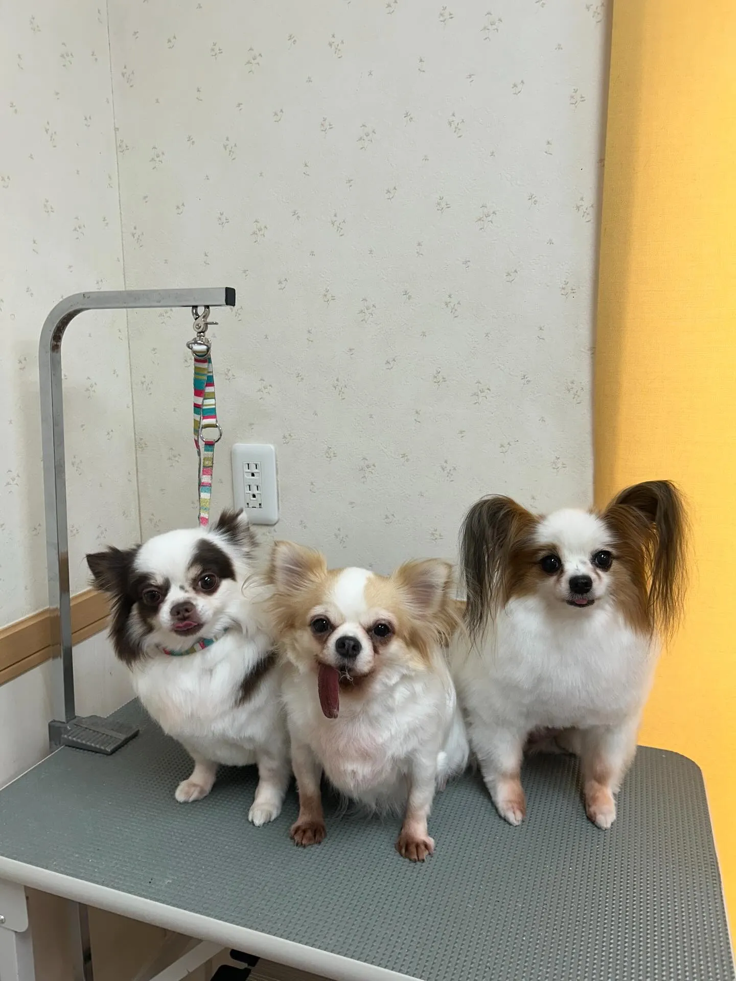 犬のトリミング✂️