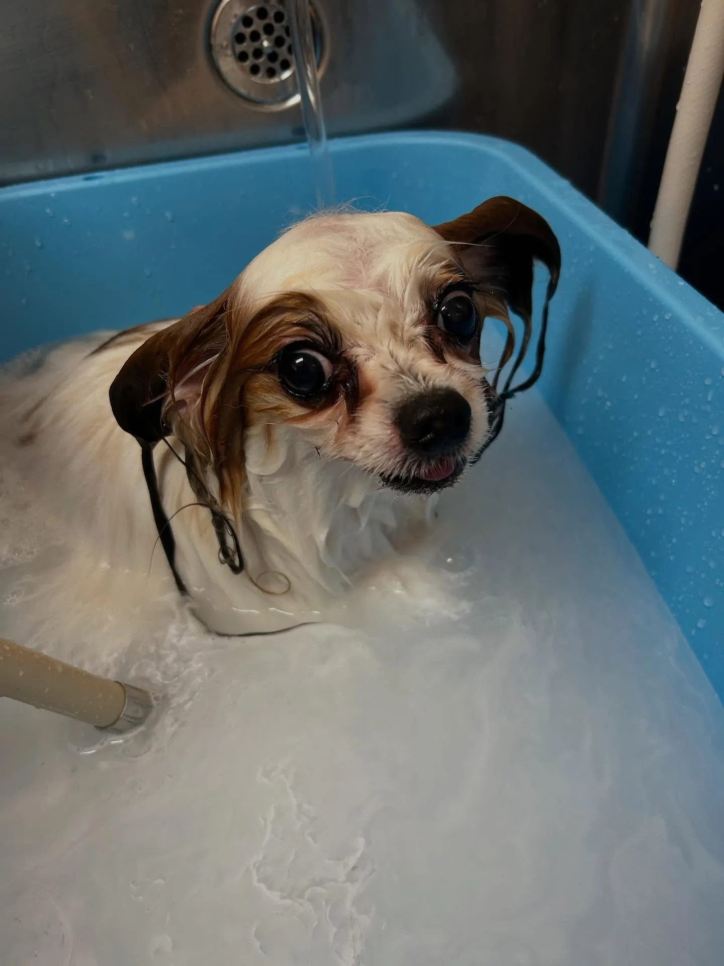 犬のトリミング✂️