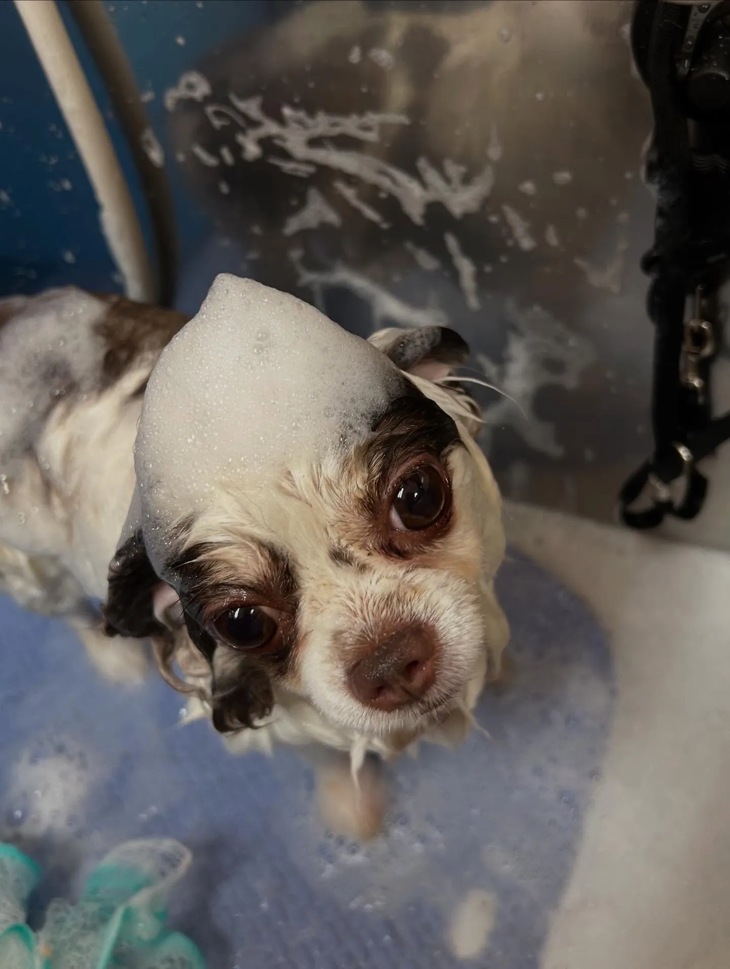 犬のトリミング✂️