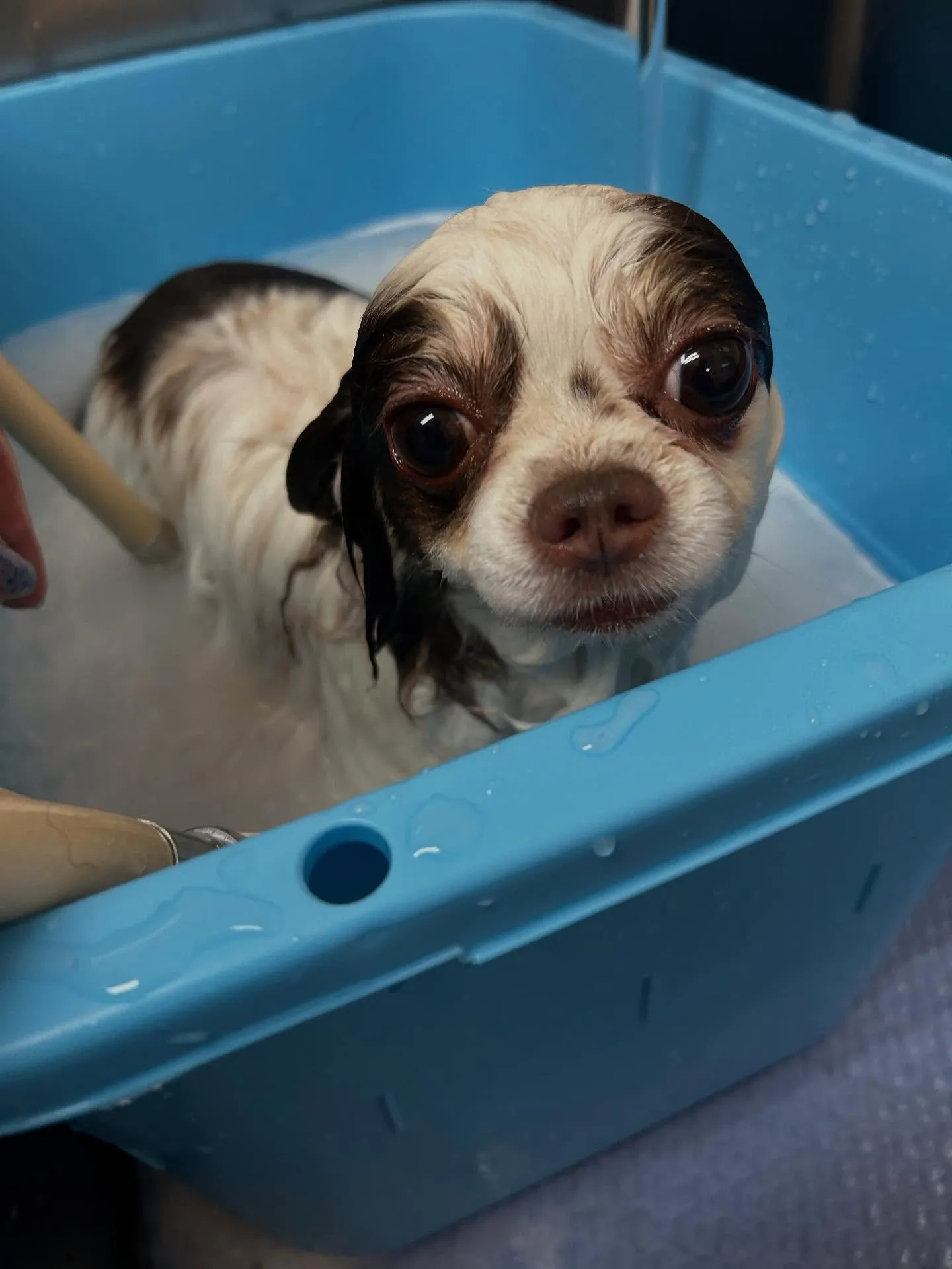 犬のトリミング✂️