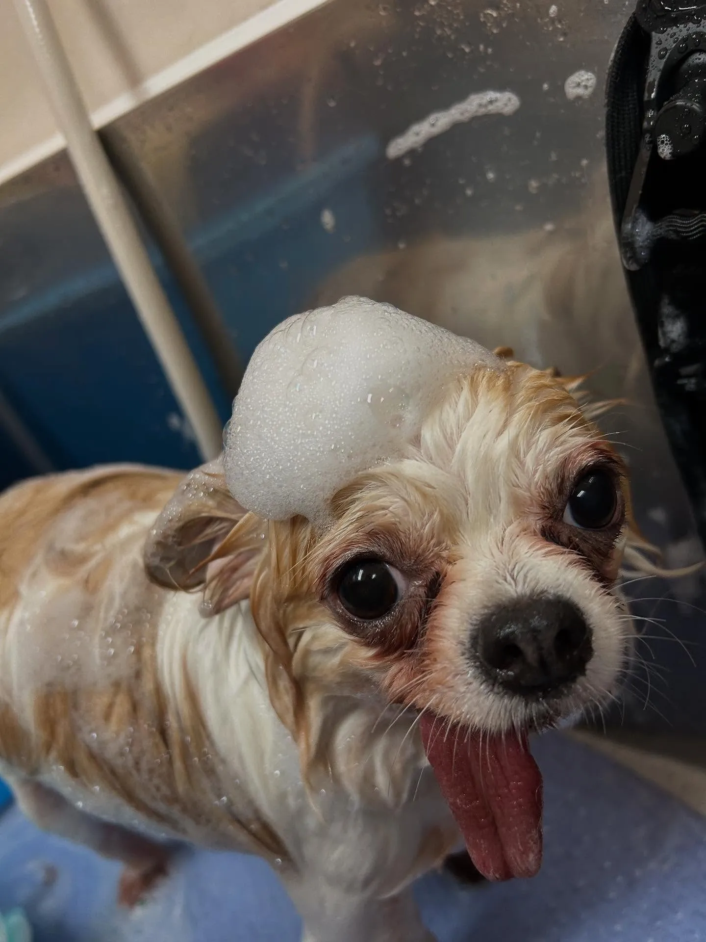 犬のトリミング✂️