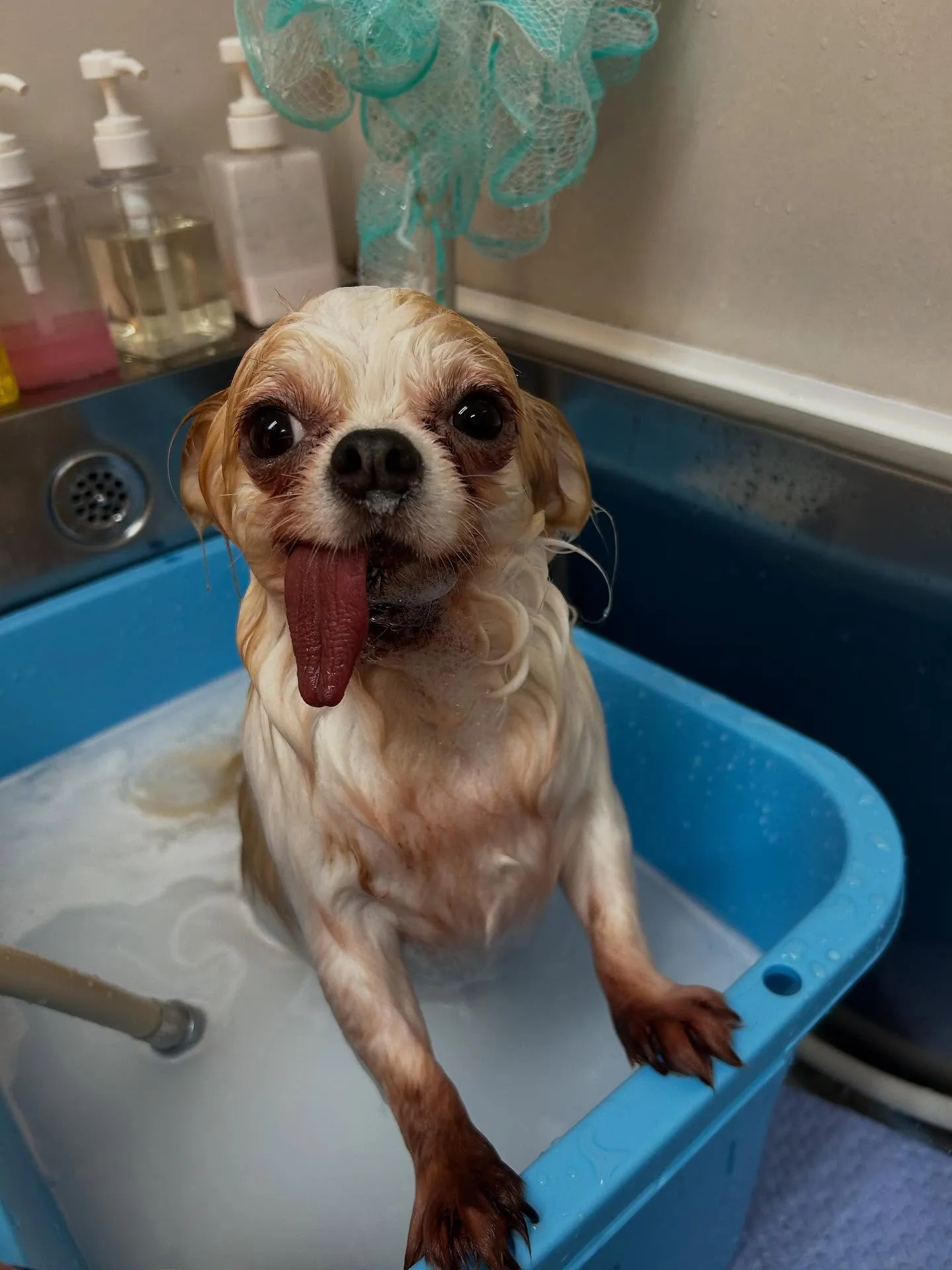 犬のトリミング✂️