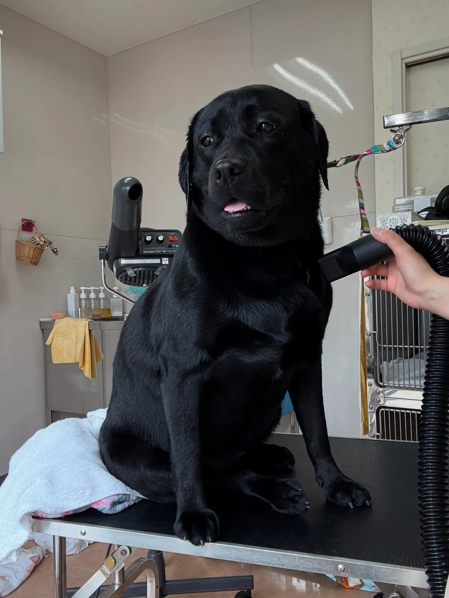 犬のシャンプー🫧