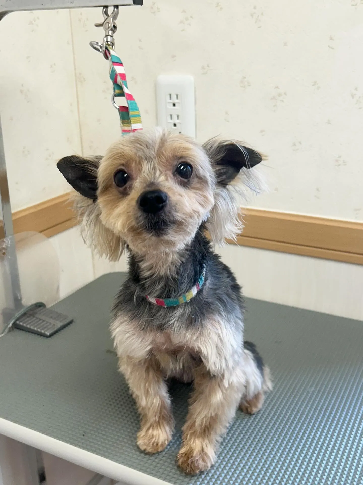 犬のトリミング✂️