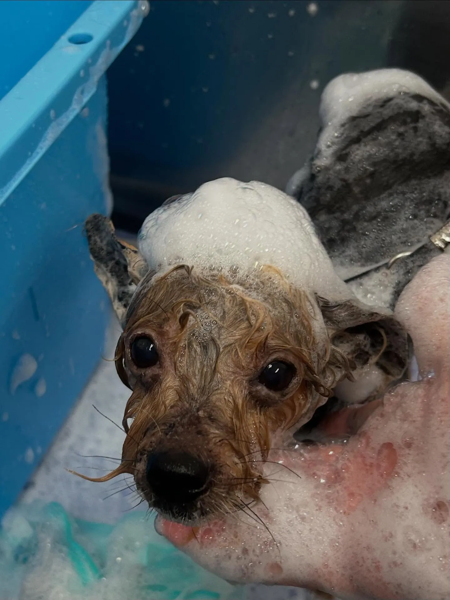 犬のトリミング✂️