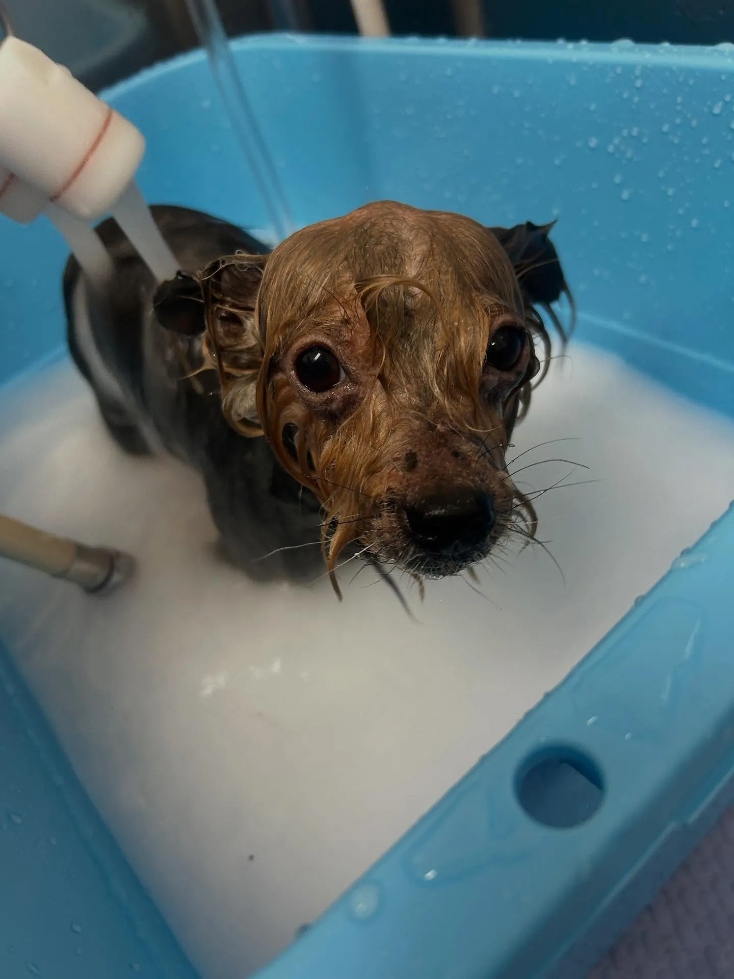 犬のトリミング✂️