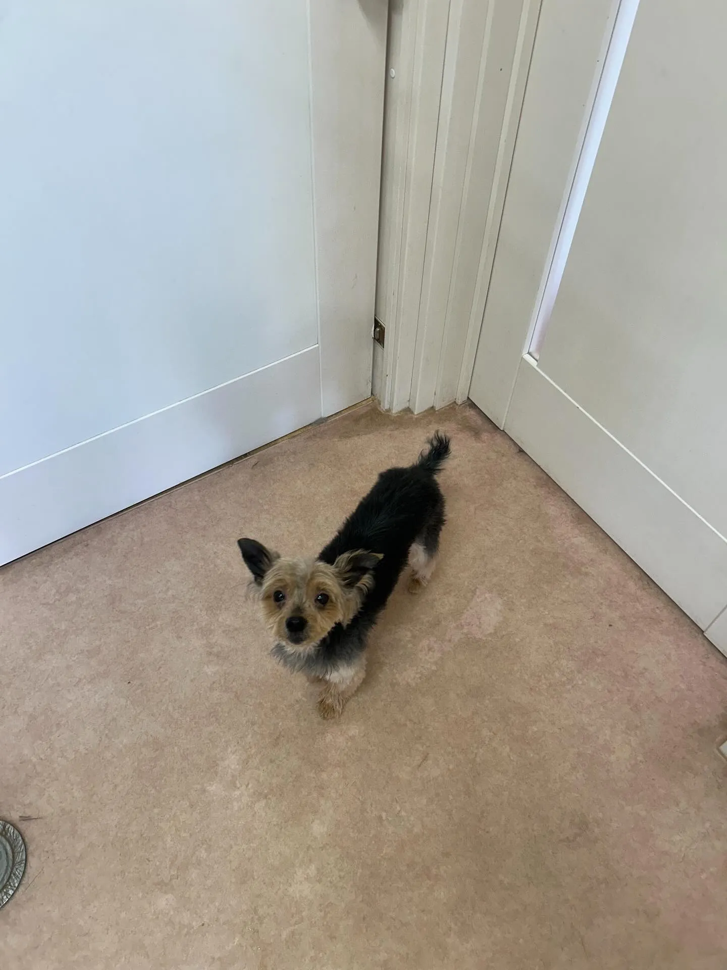 犬のトリミング✂️