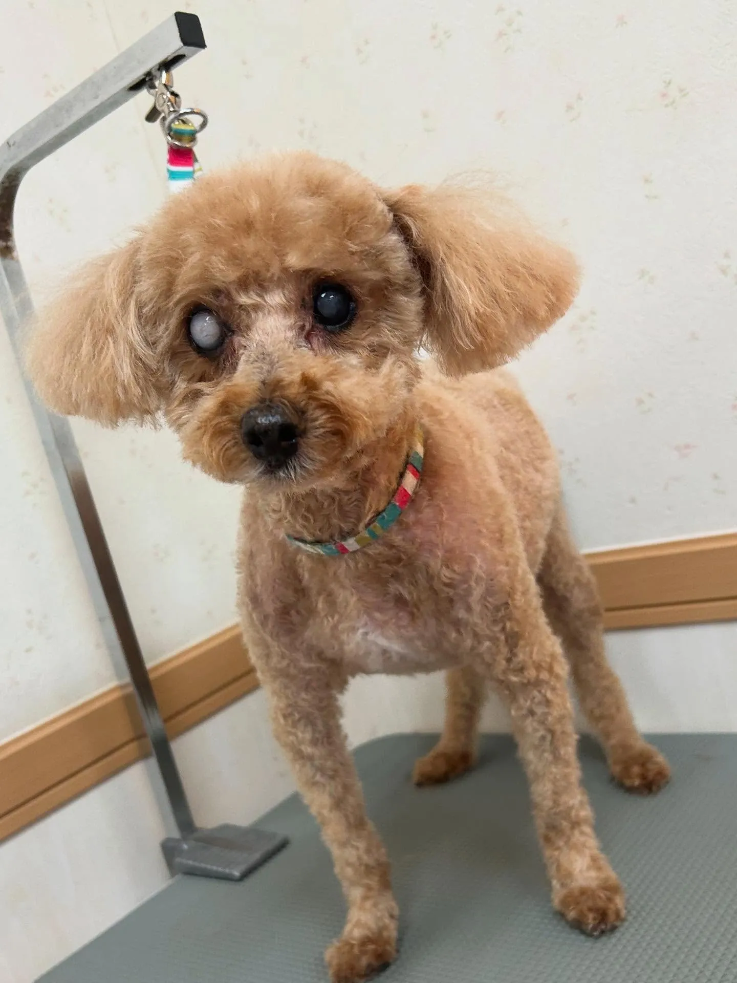 犬のトリミング✂️