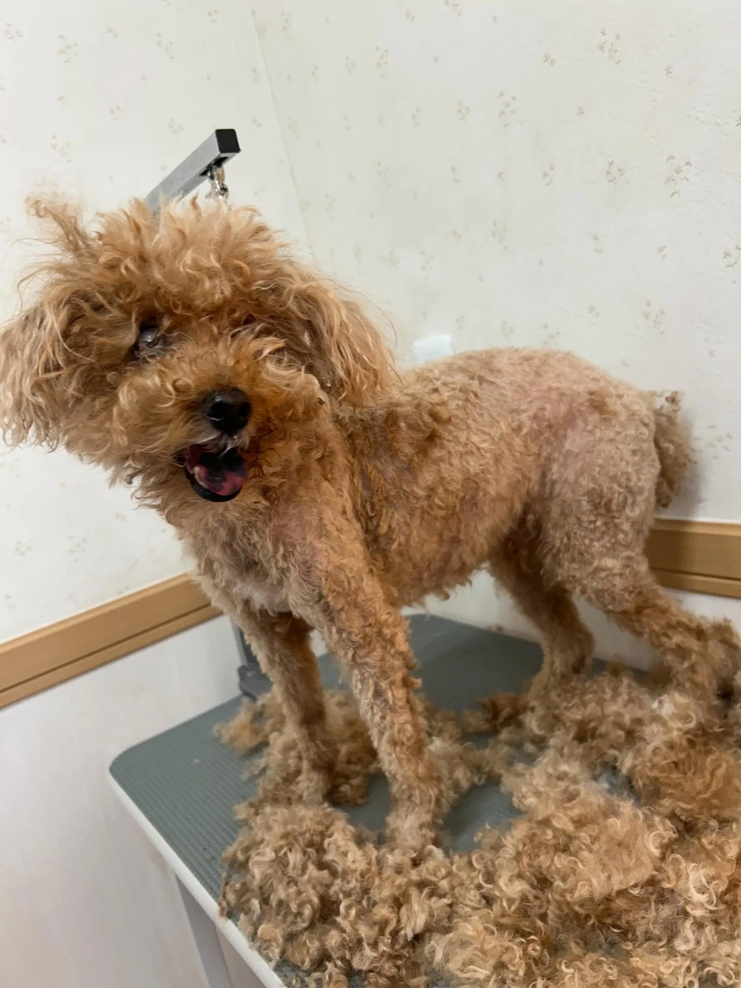 犬のトリミング✂️