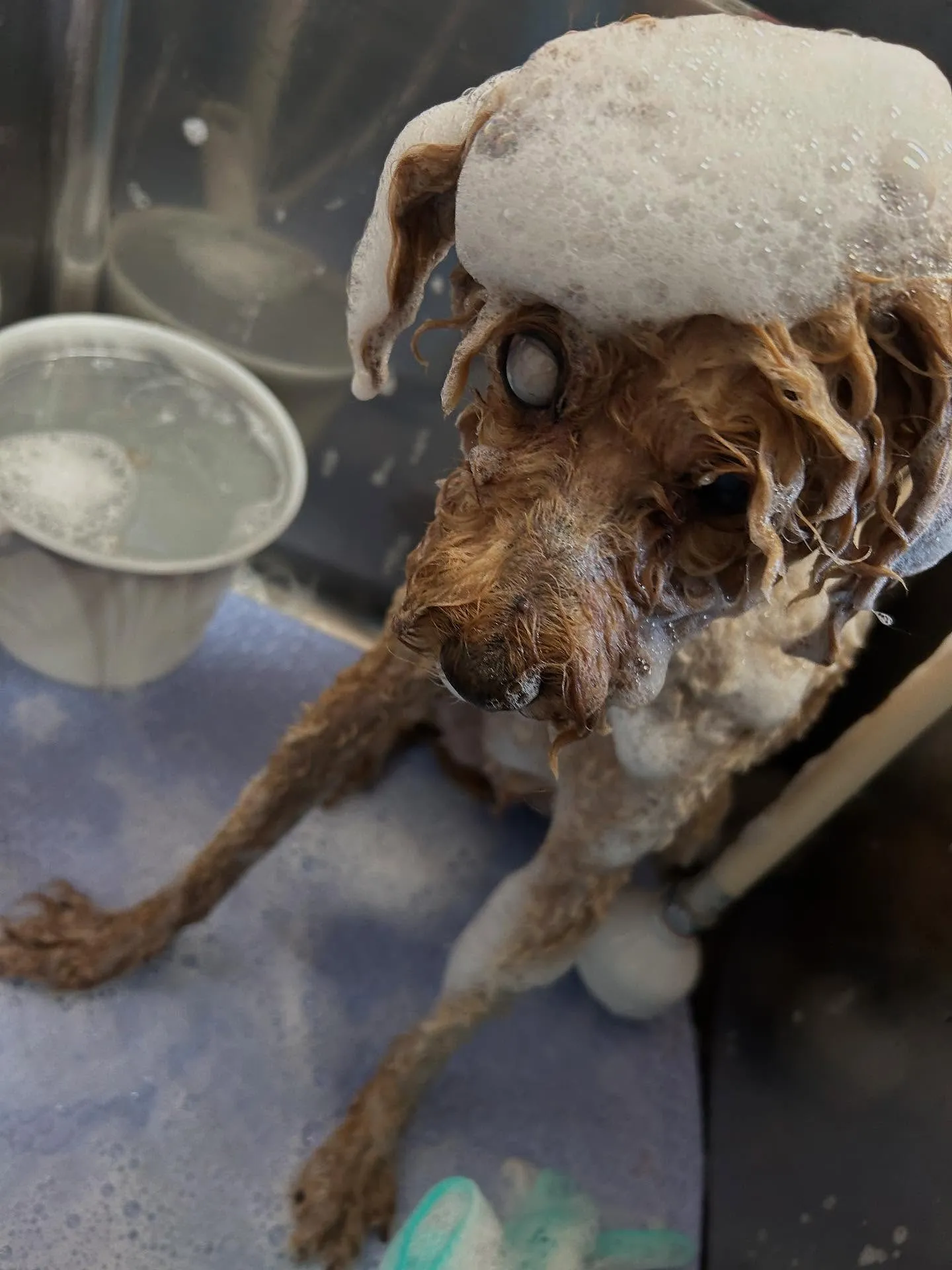 犬のトリミング✂️