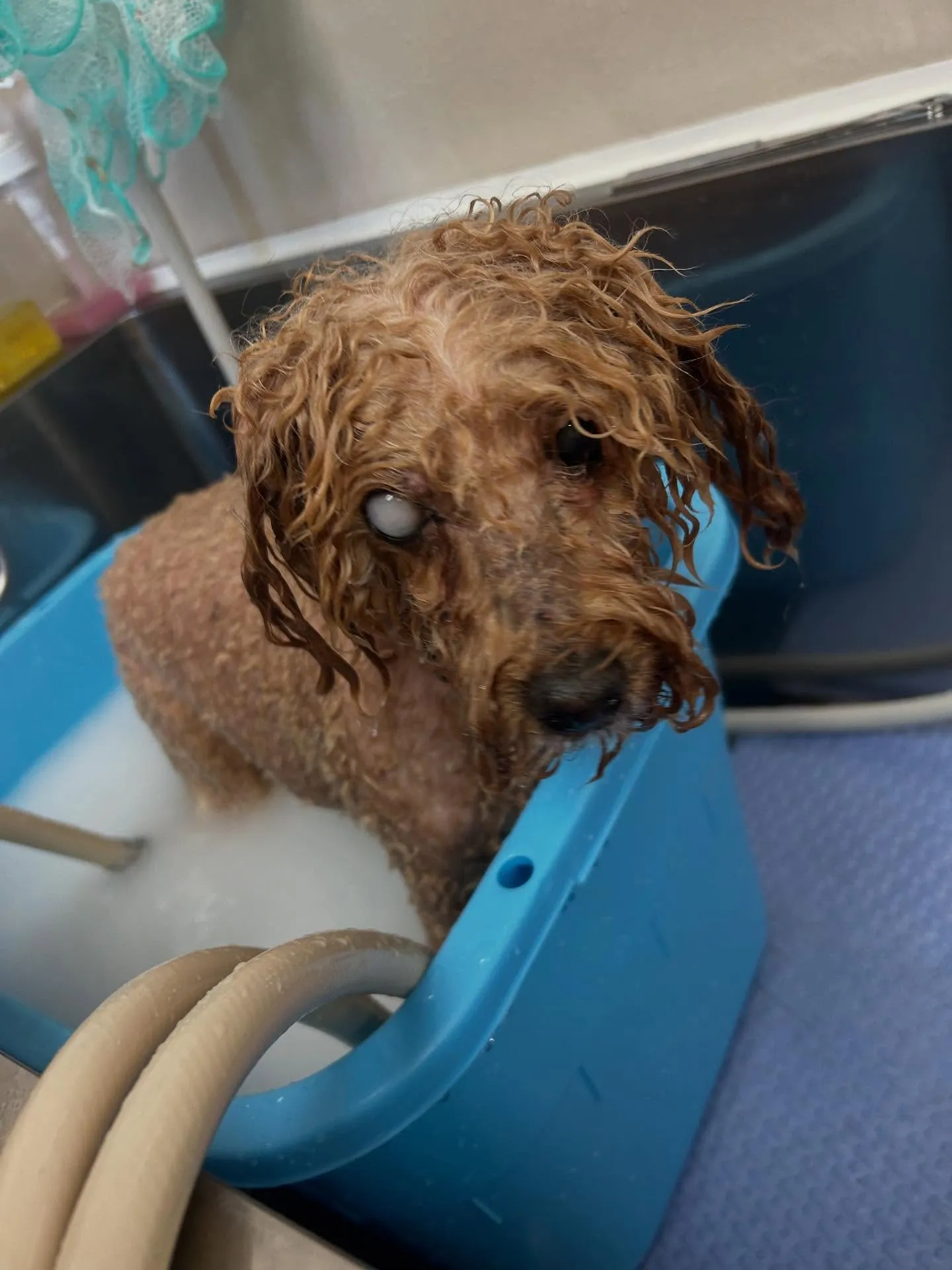 犬のトリミング✂️