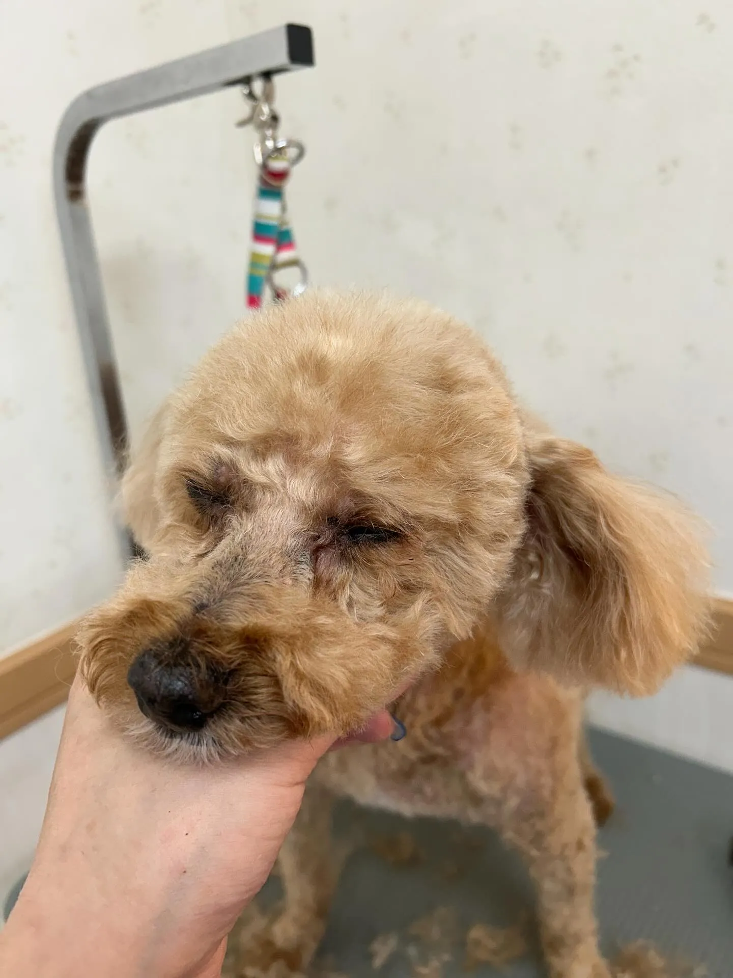 犬のトリミング✂️