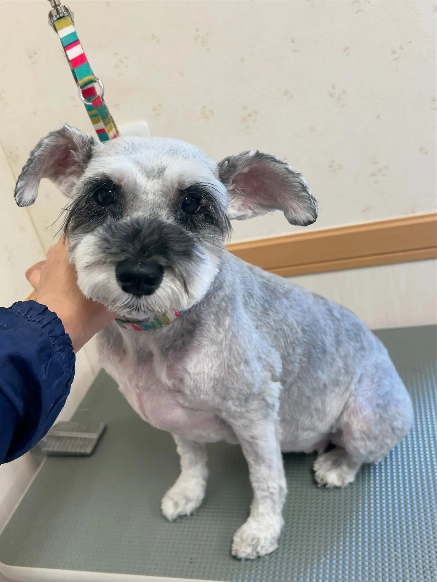 犬のトリミング✂️