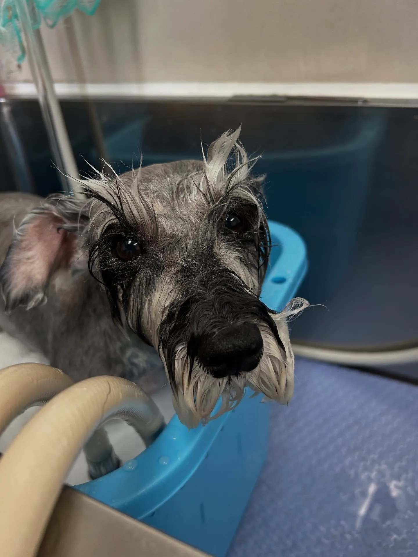 犬のトリミング✂️