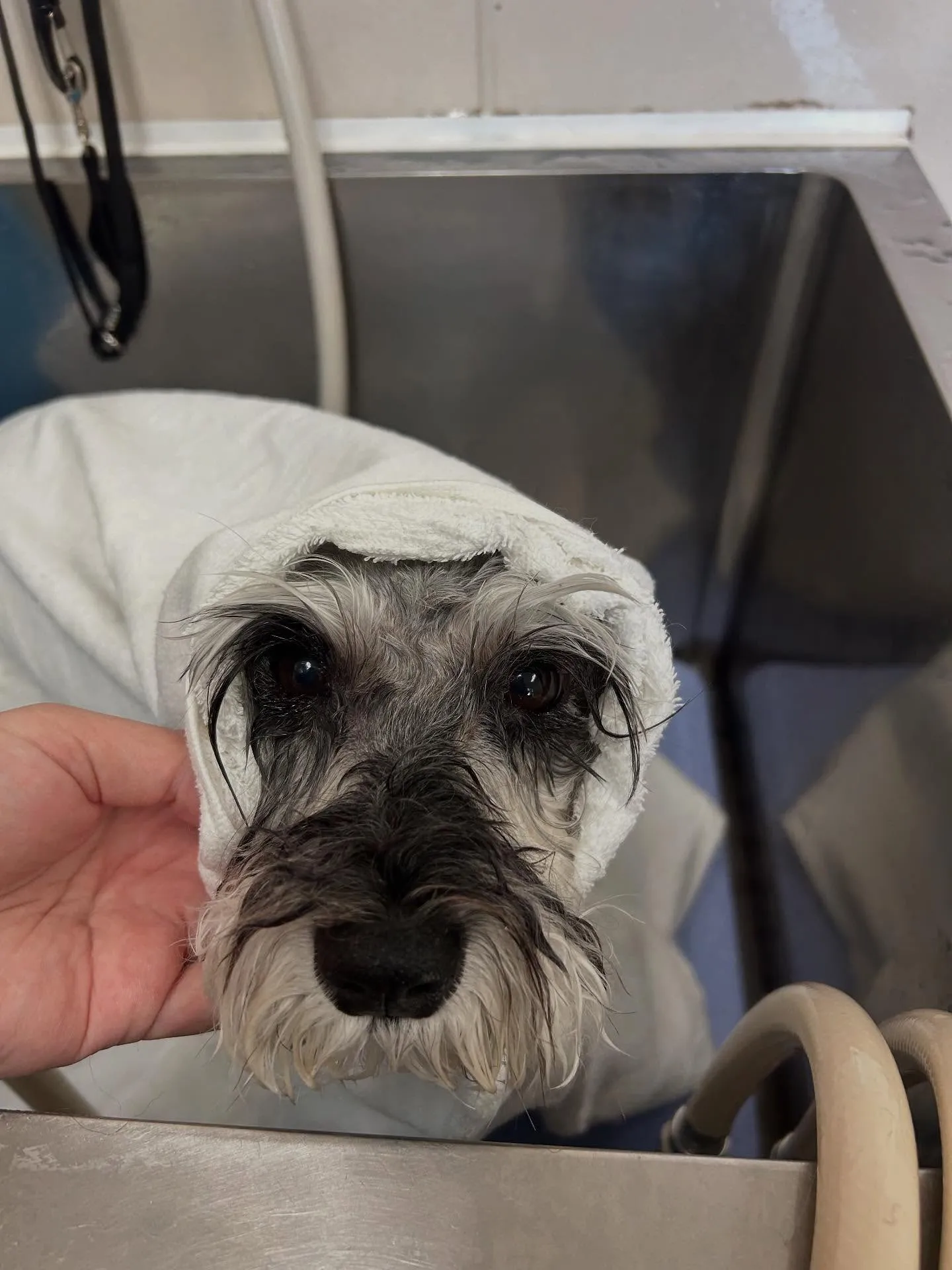犬のトリミング✂️