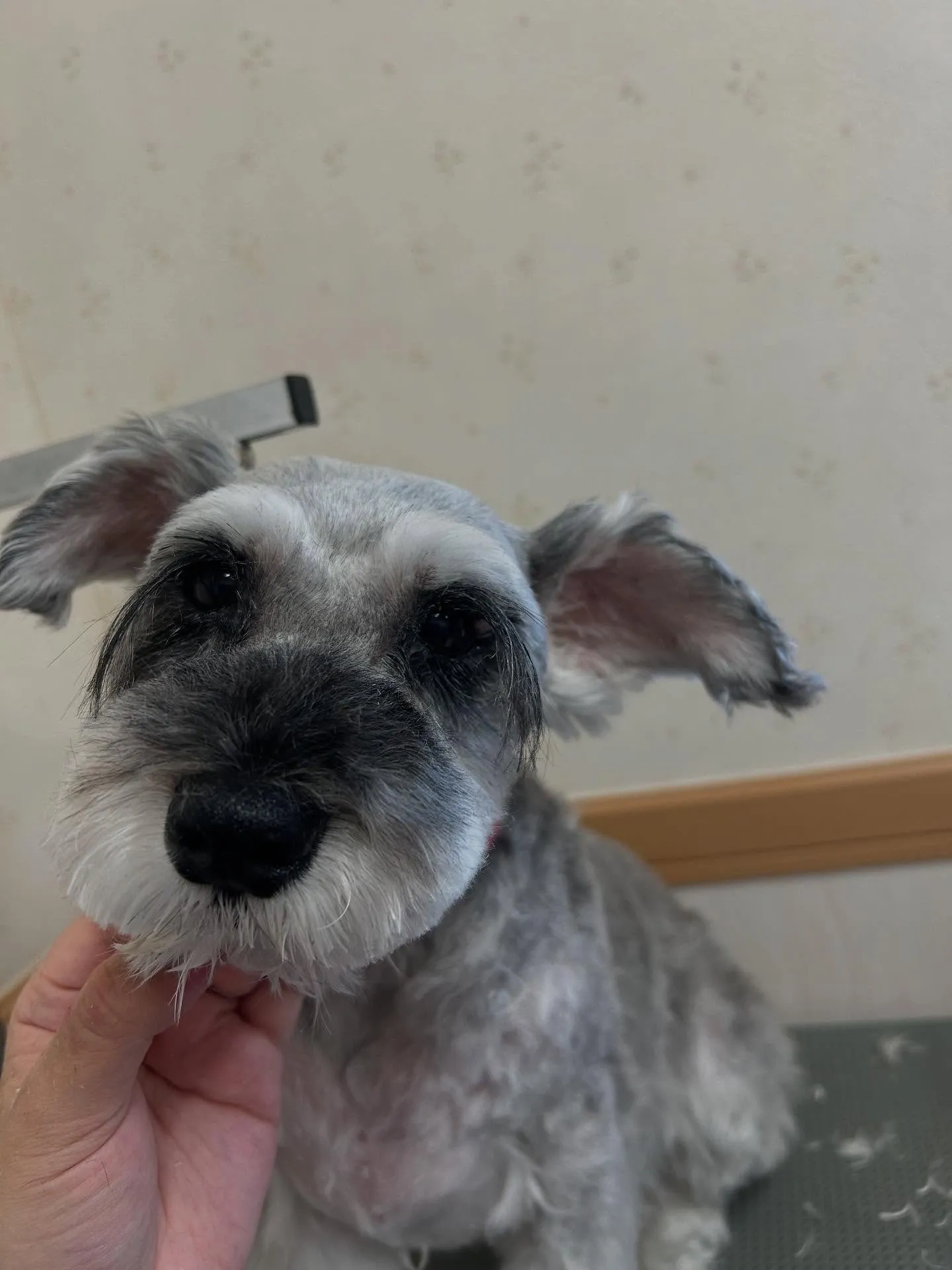 犬のトリミング✂️