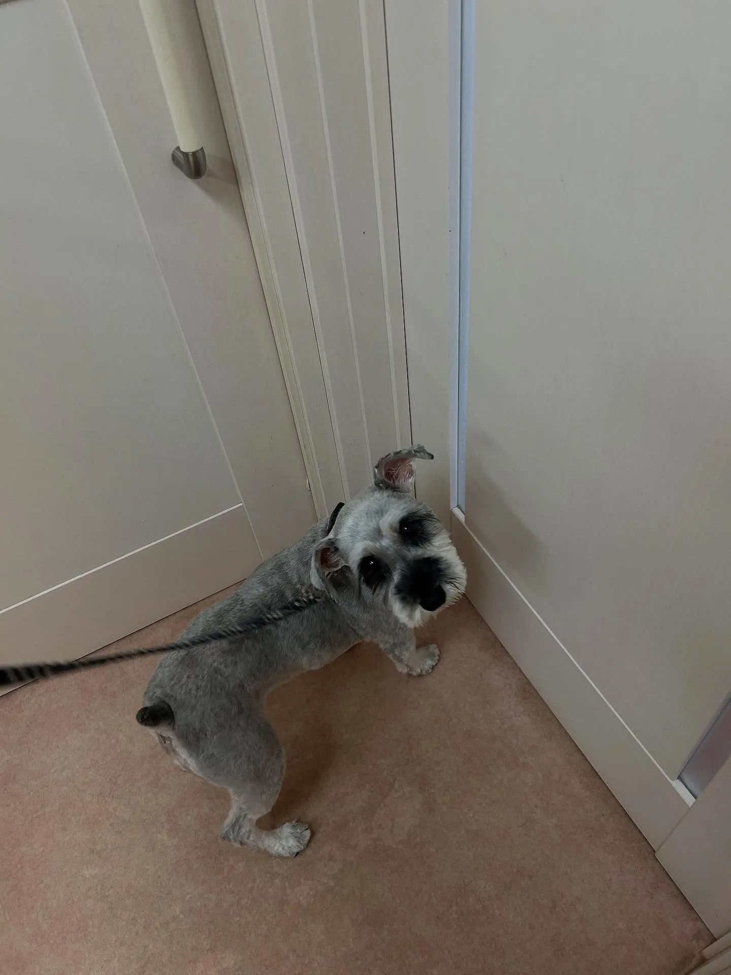 犬のトリミング✂️