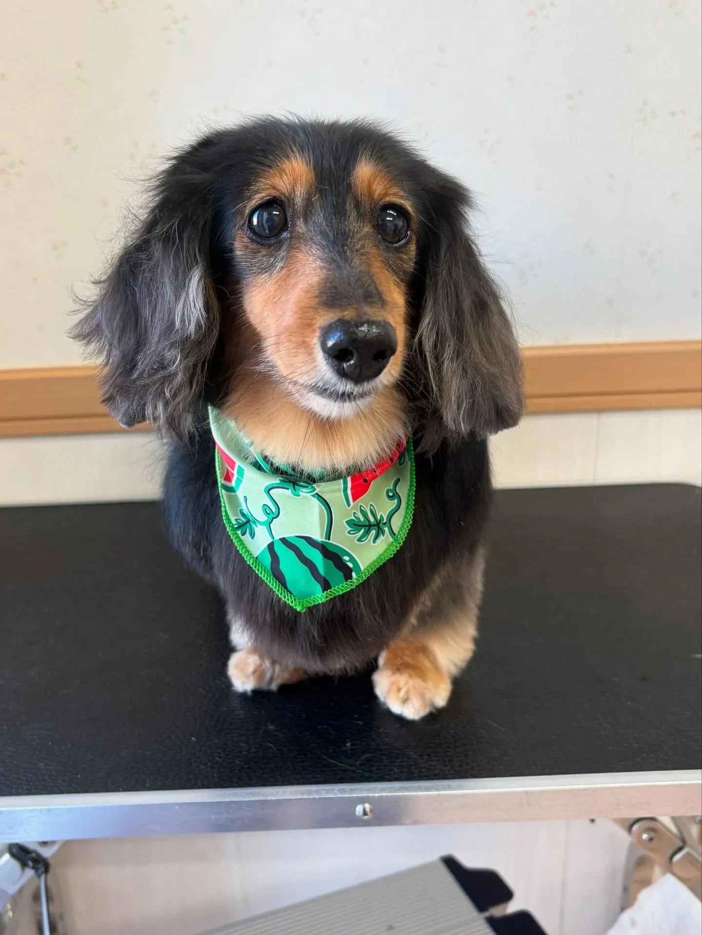 犬のトリミング✂️