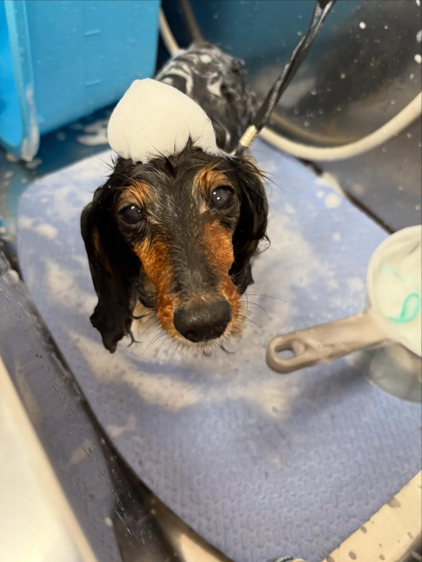 犬のトリミング✂️