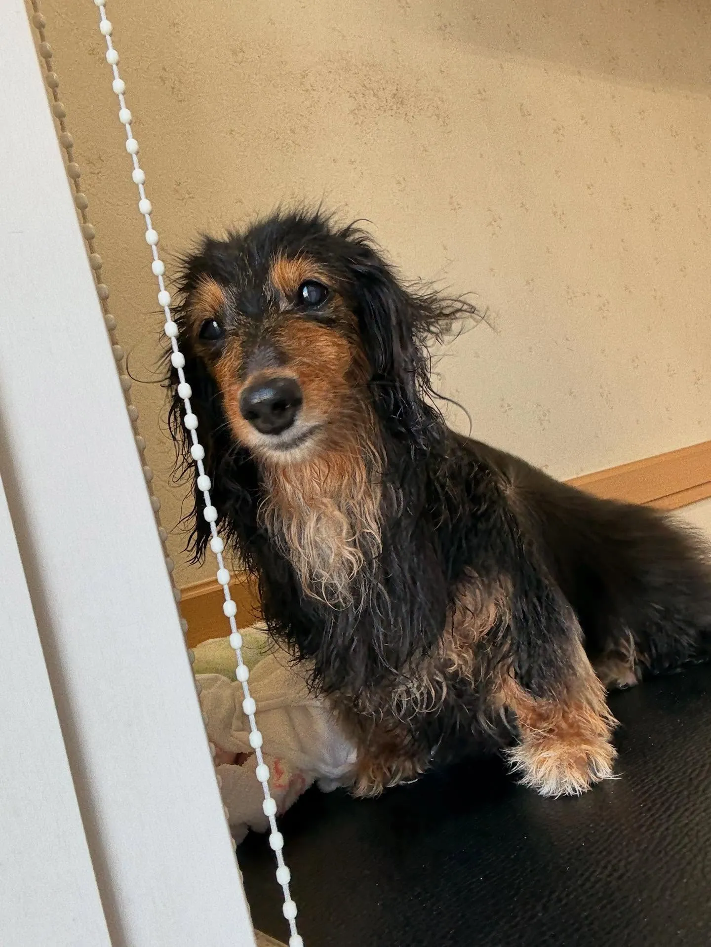 犬のトリミング✂️