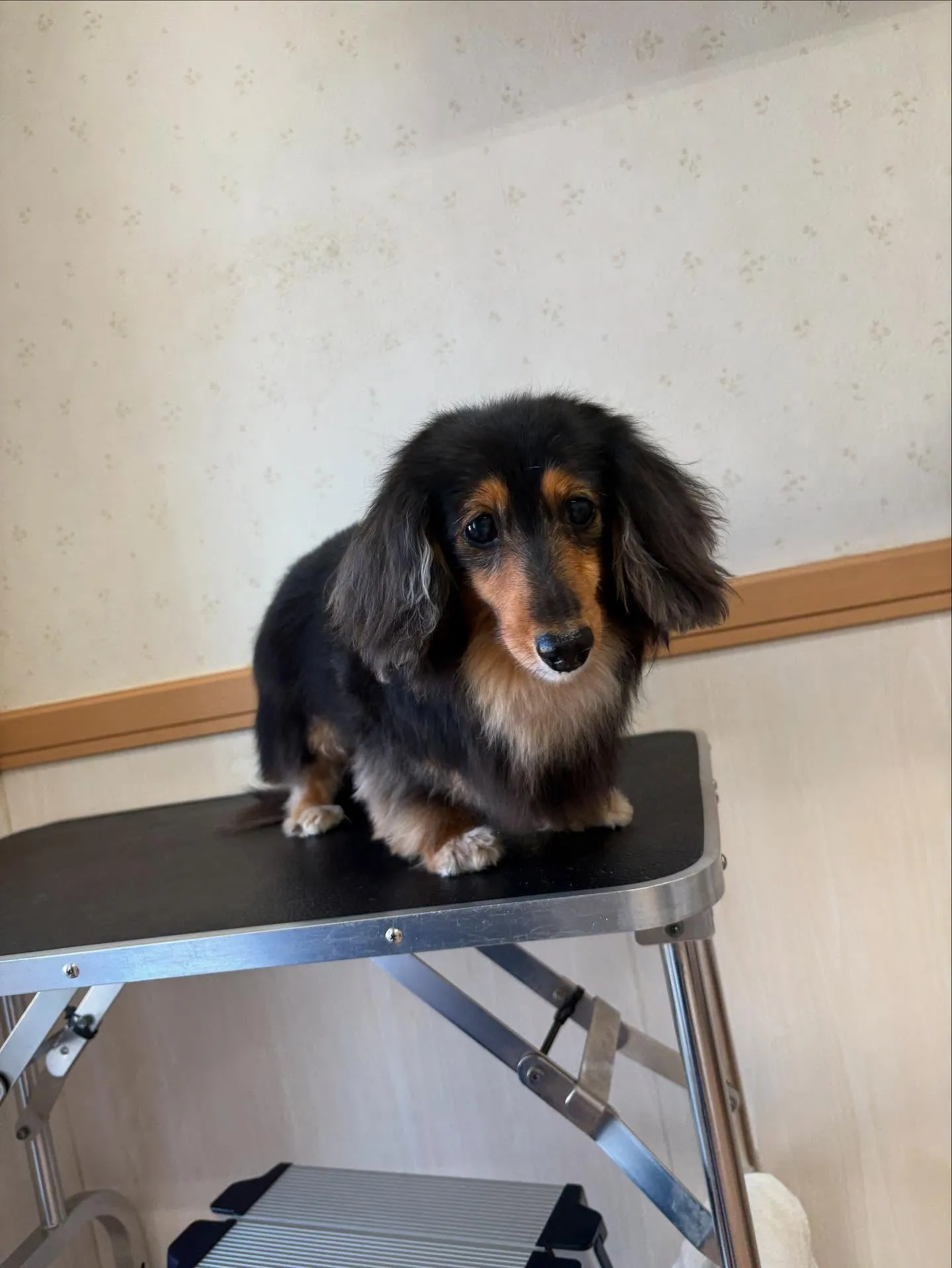 犬のトリミング✂️