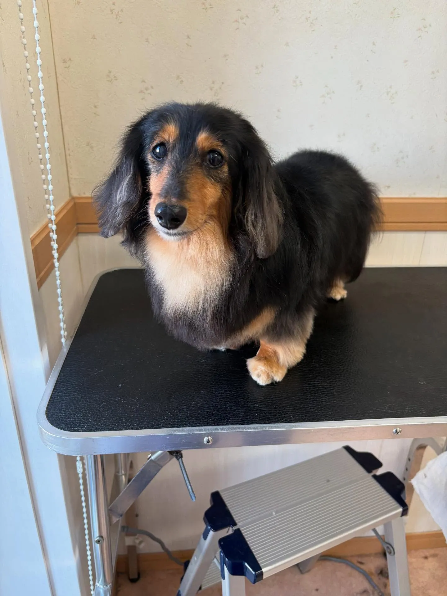 犬のトリミング✂️