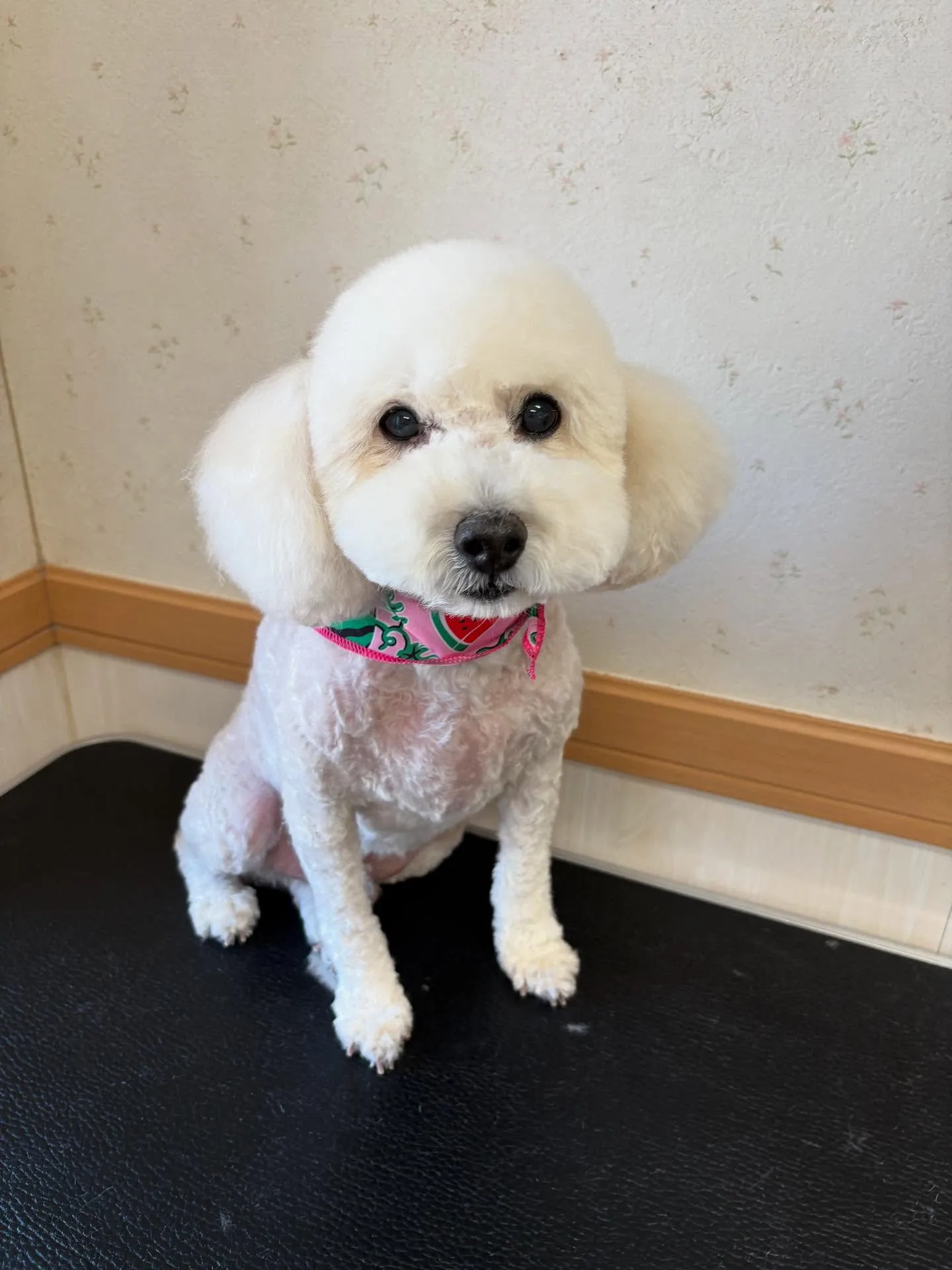 犬のトリミング✂️