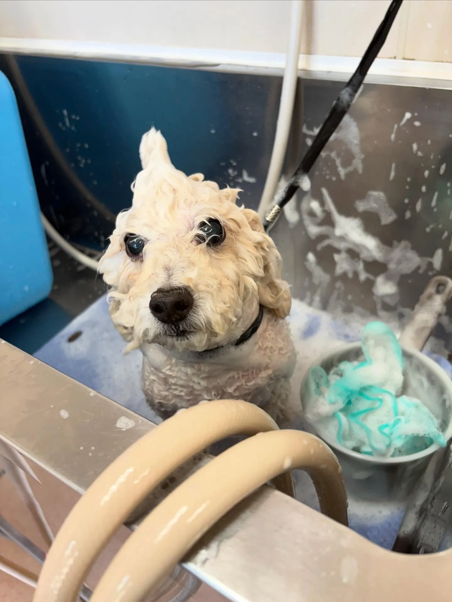 犬のトリミング✂️