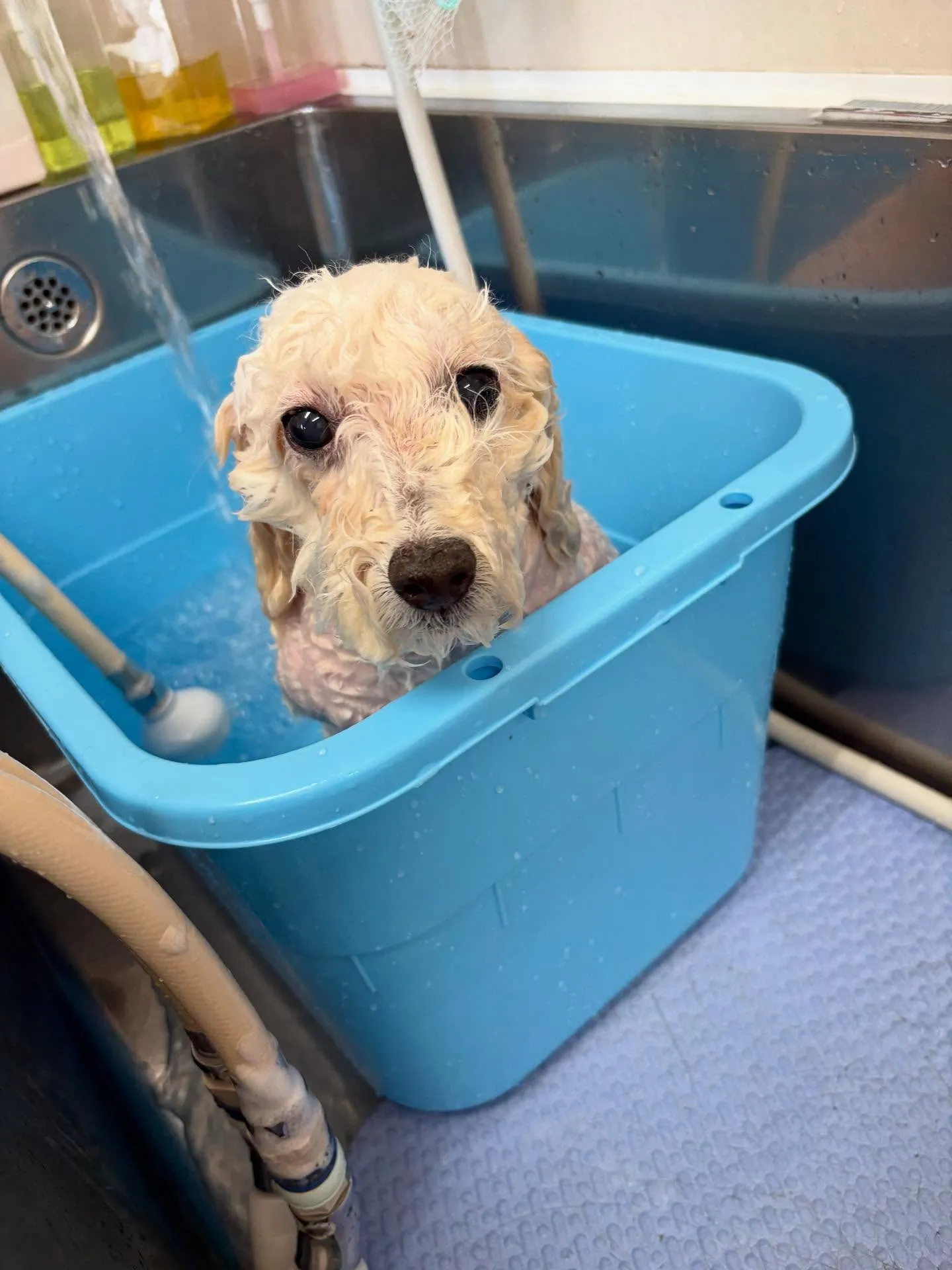 犬のトリミング✂️