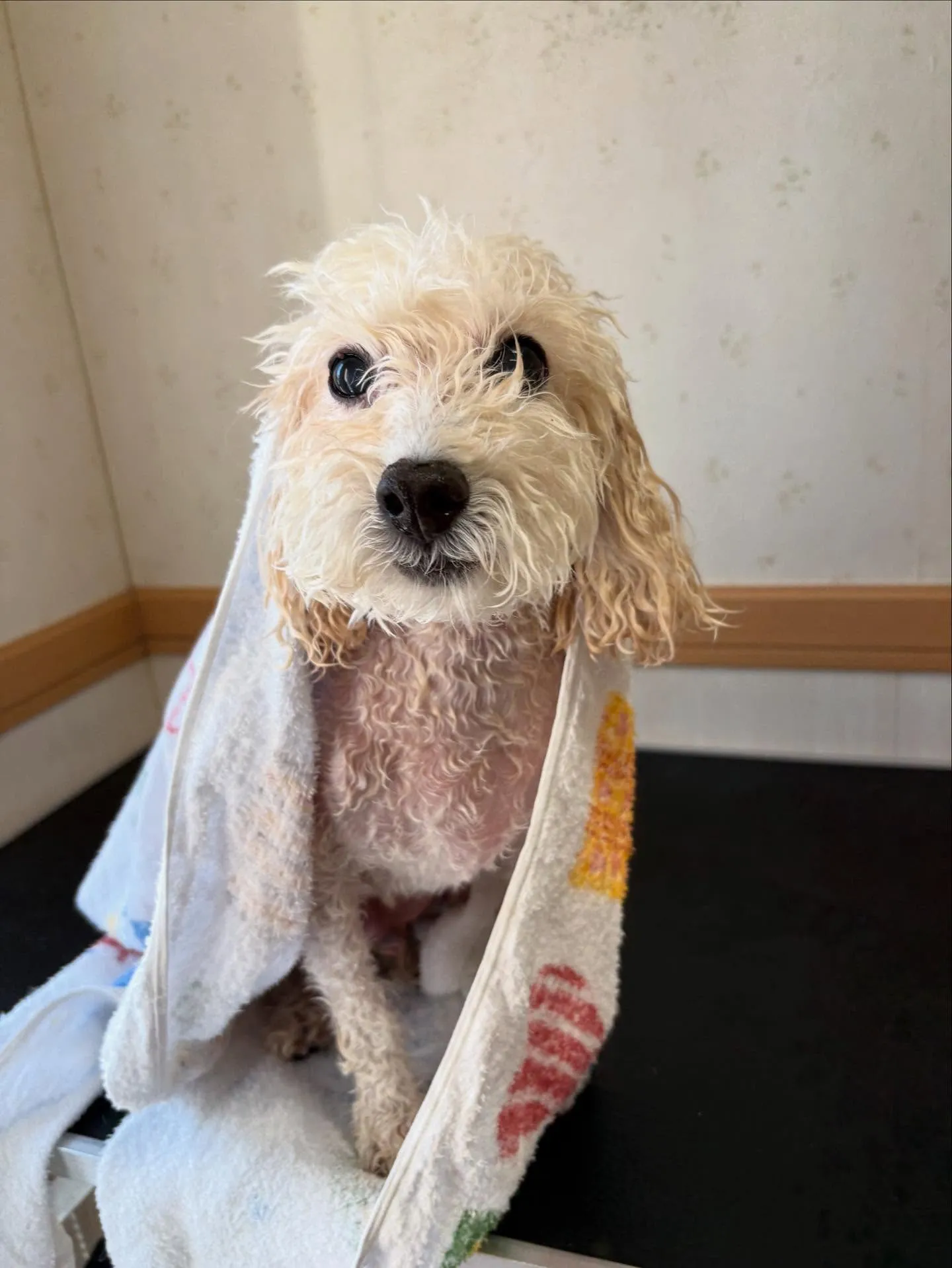 犬のトリミング✂️
