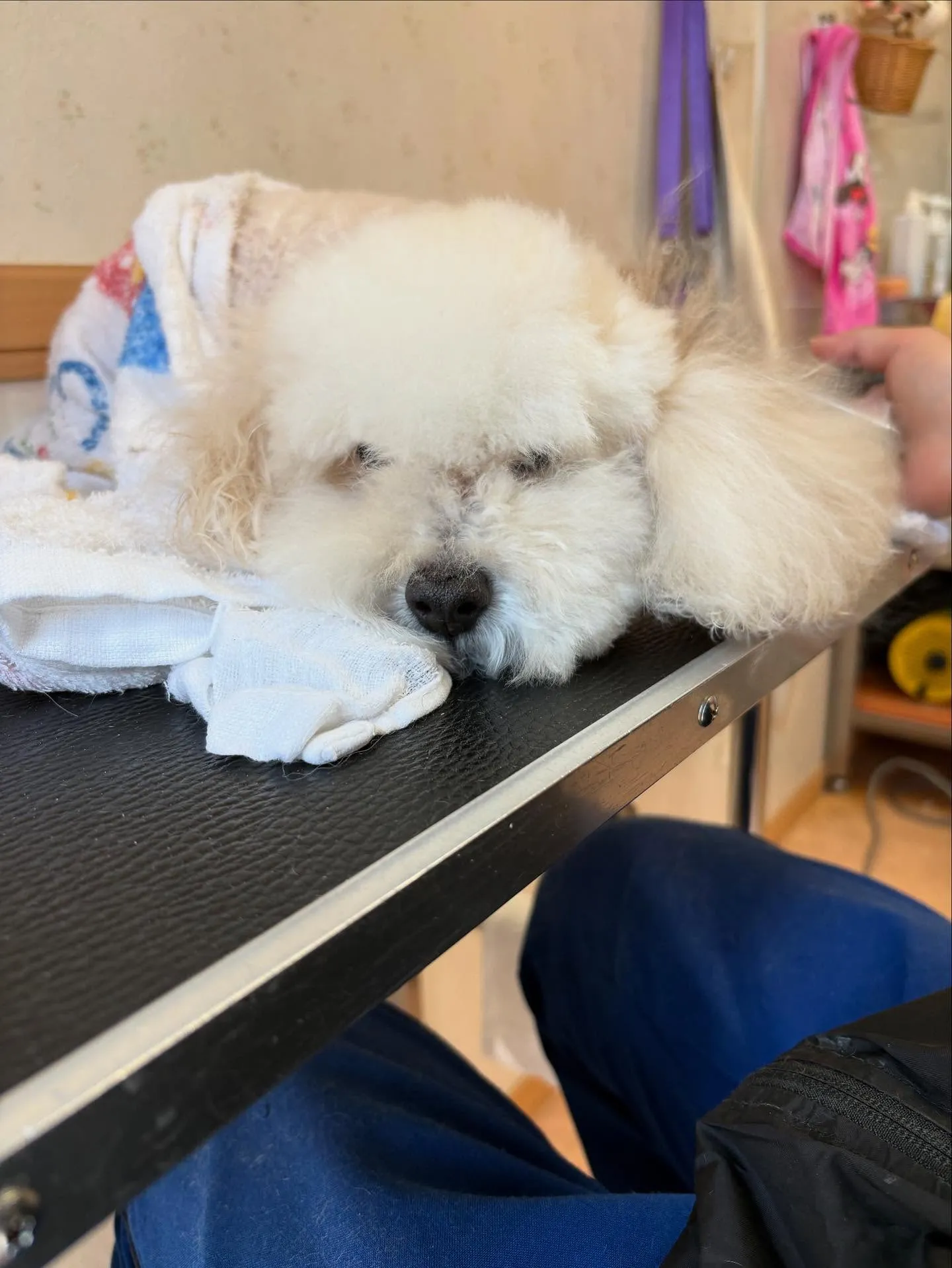 犬のトリミング✂️