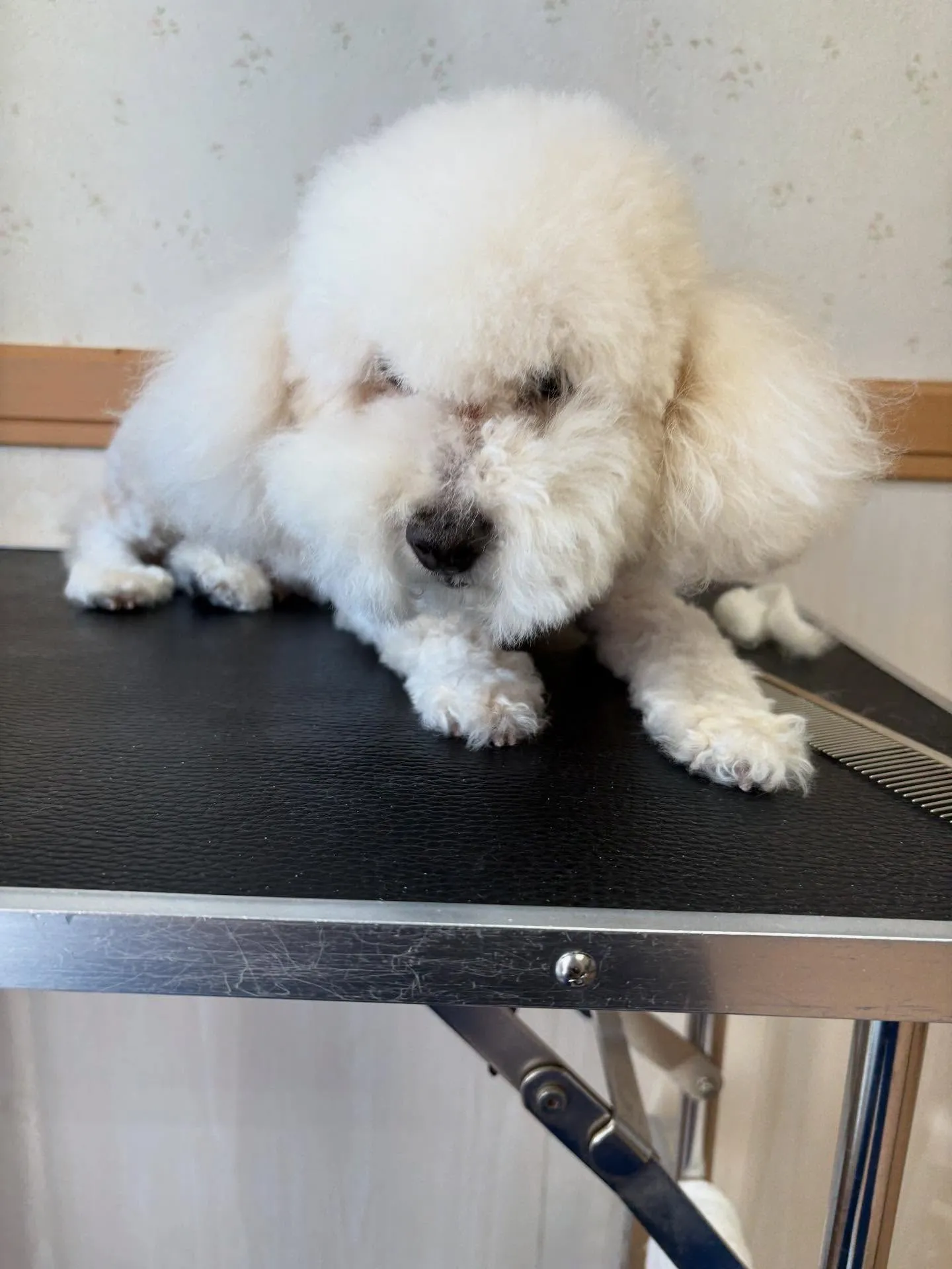 犬のトリミング✂️