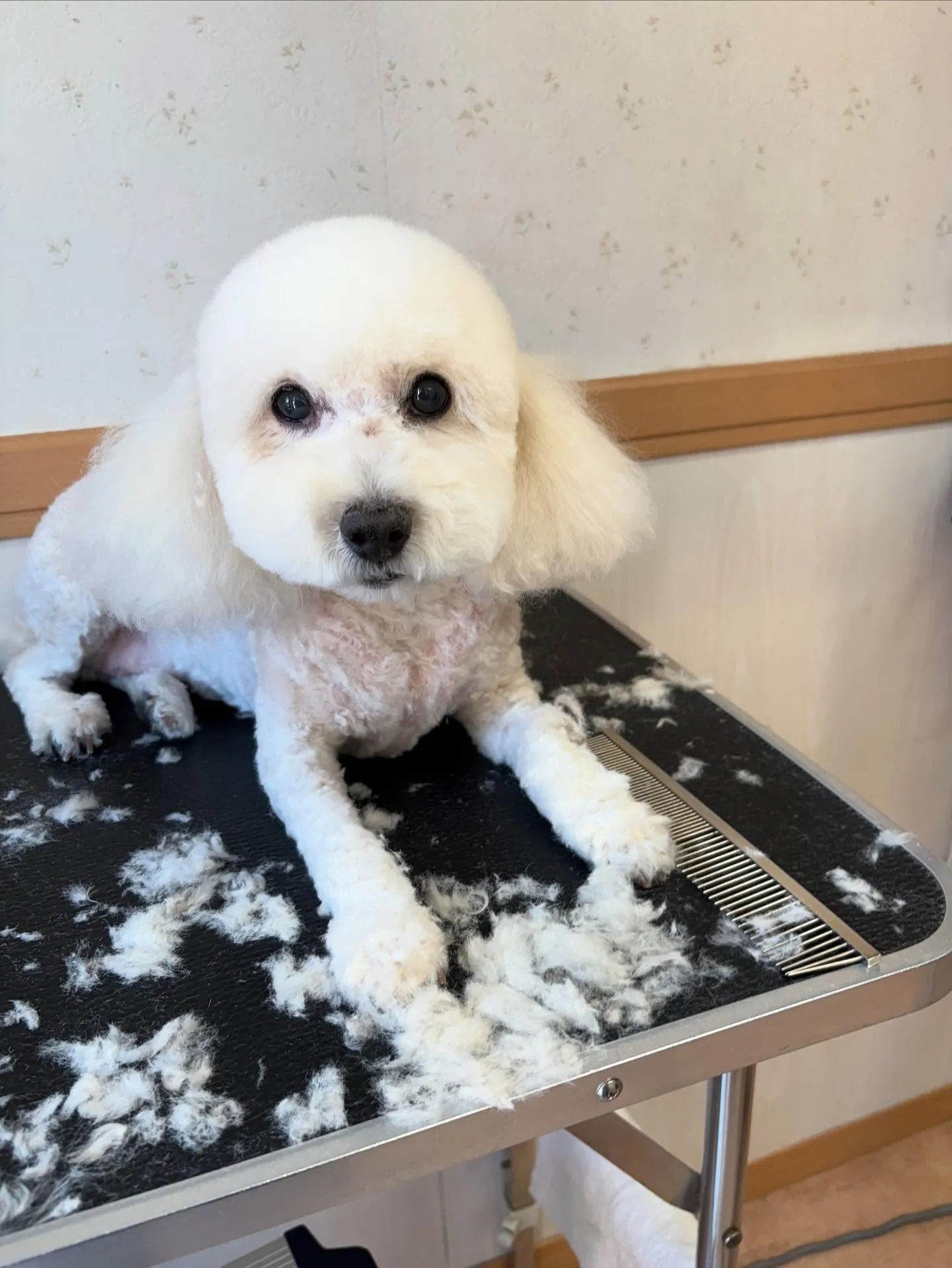 犬のトリミング✂️
