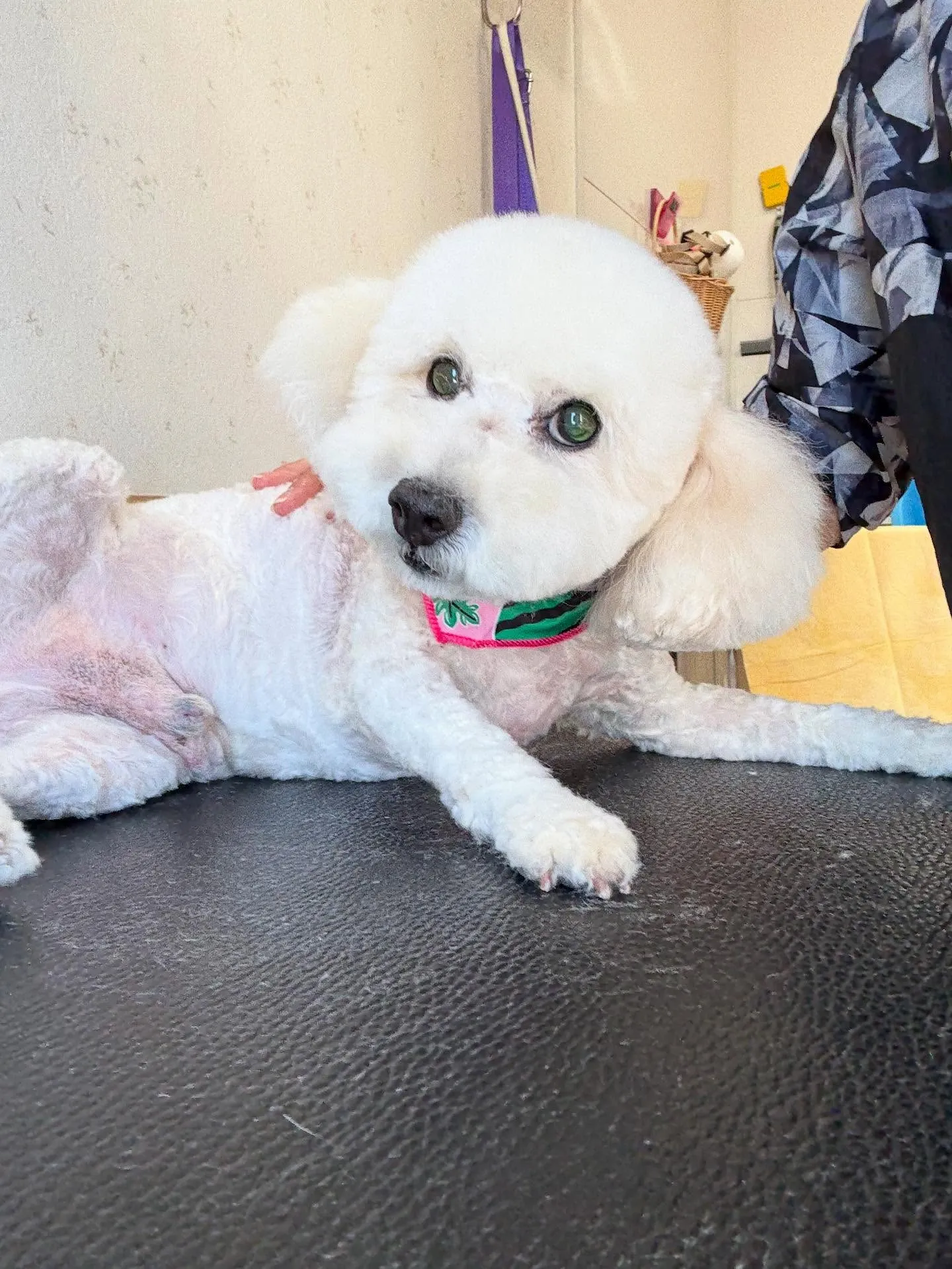 犬のトリミング✂️