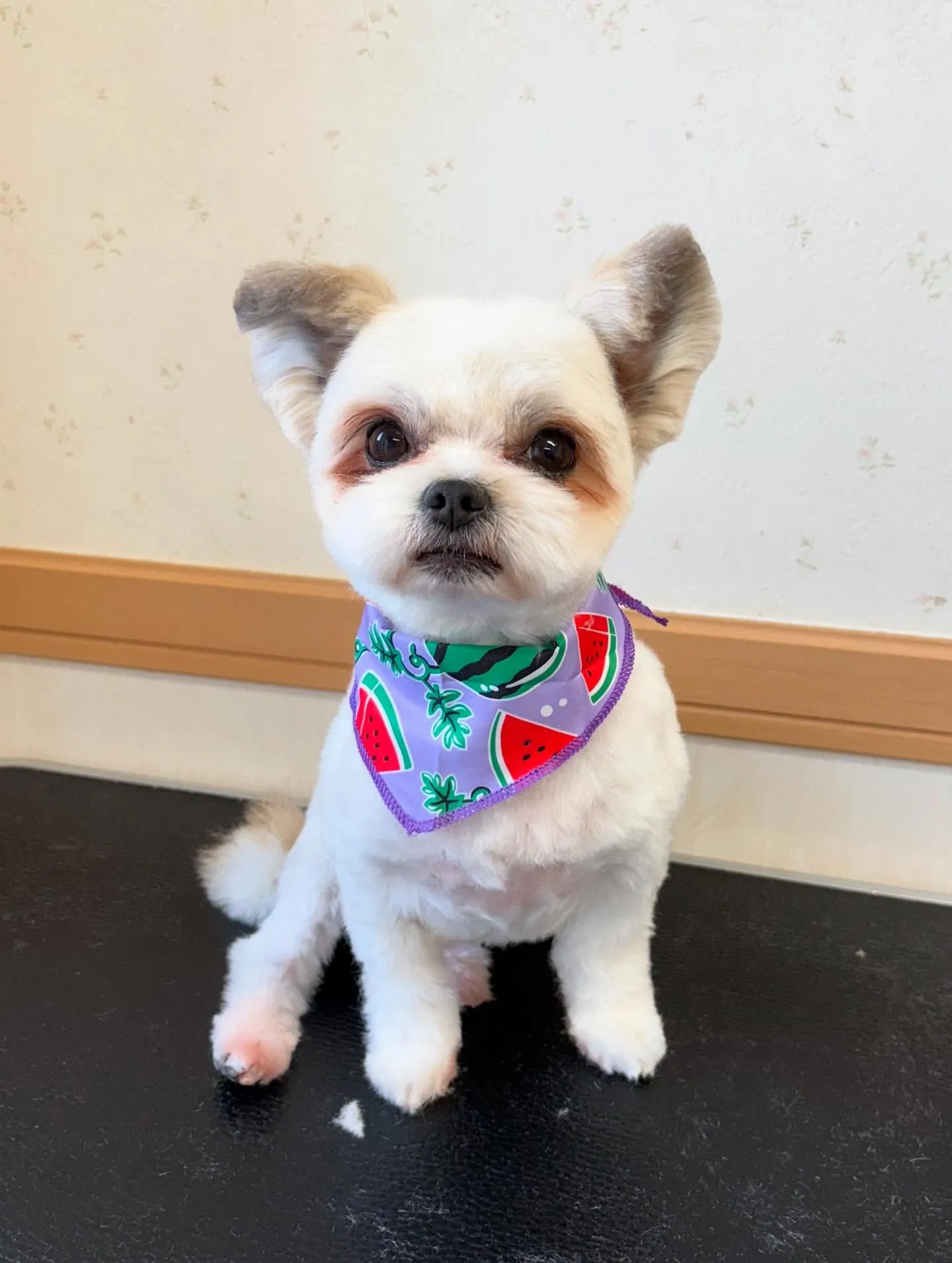 犬のトリミング✂️