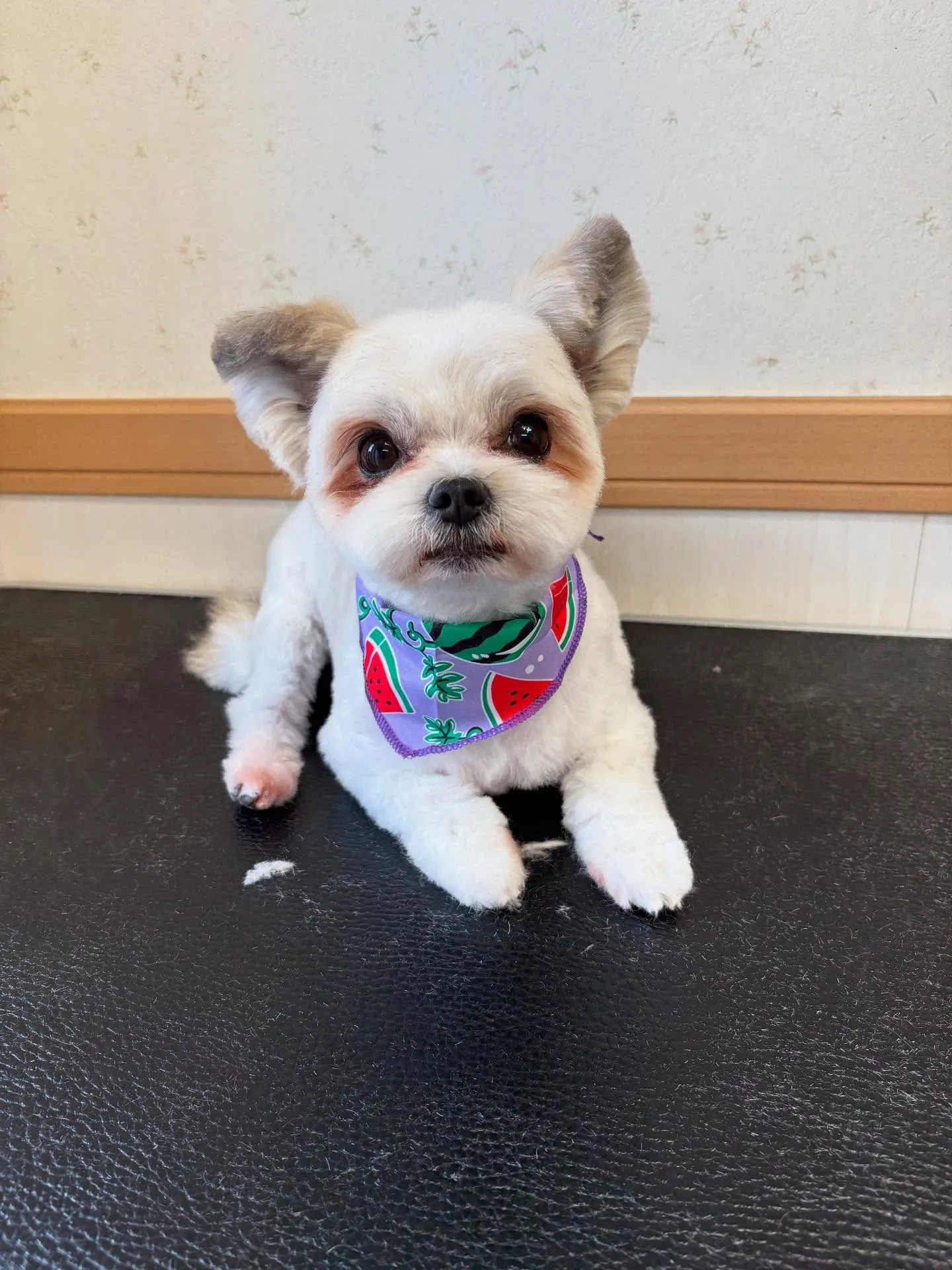 犬のトリミング✂️