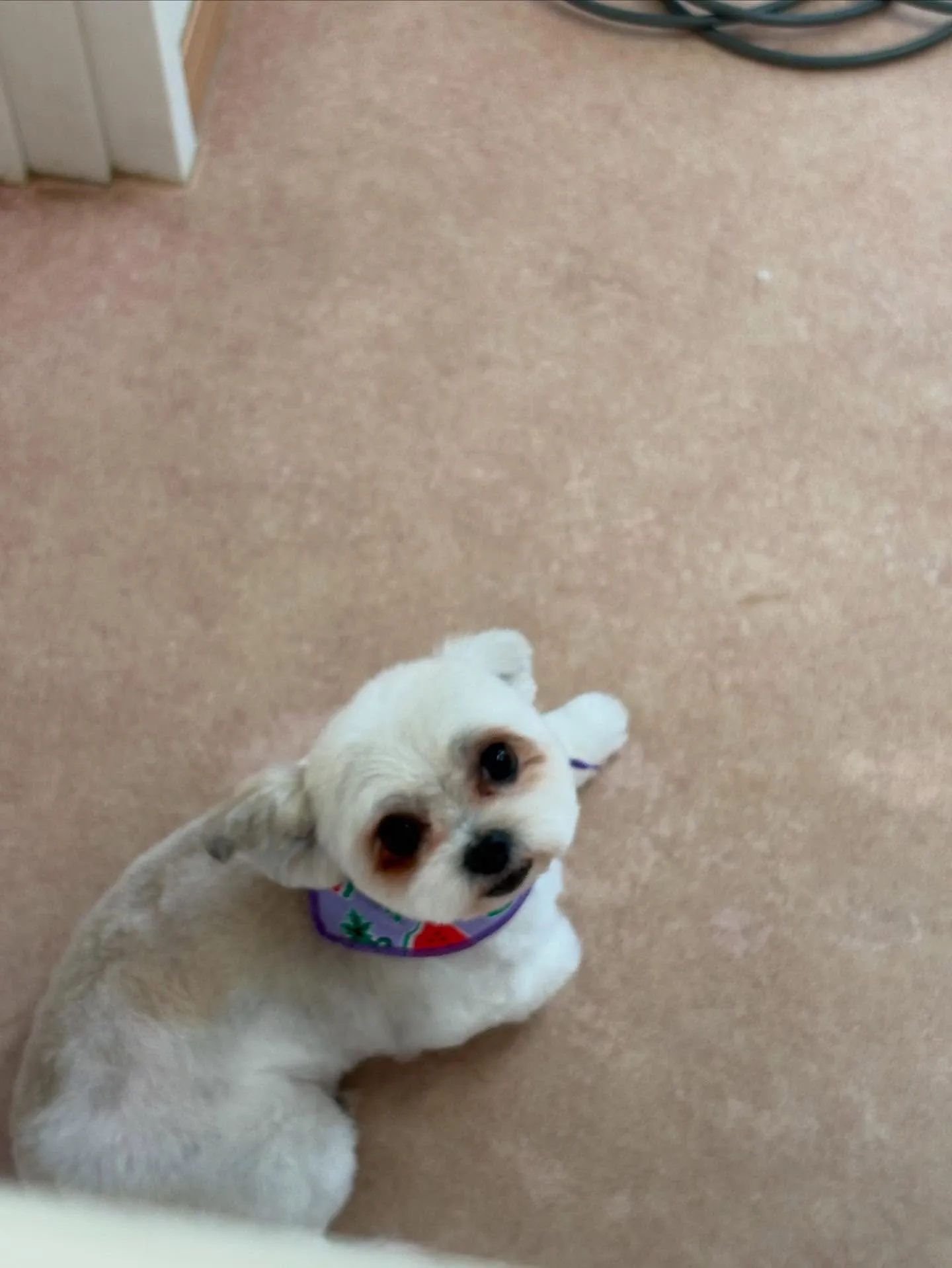 犬のトリミング✂️