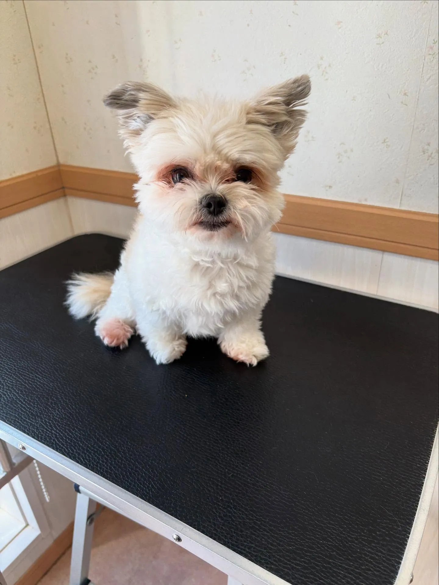 犬のトリミング✂️