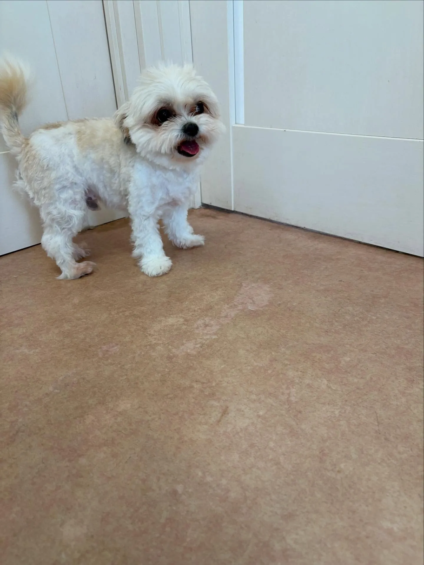 犬のトリミング✂️