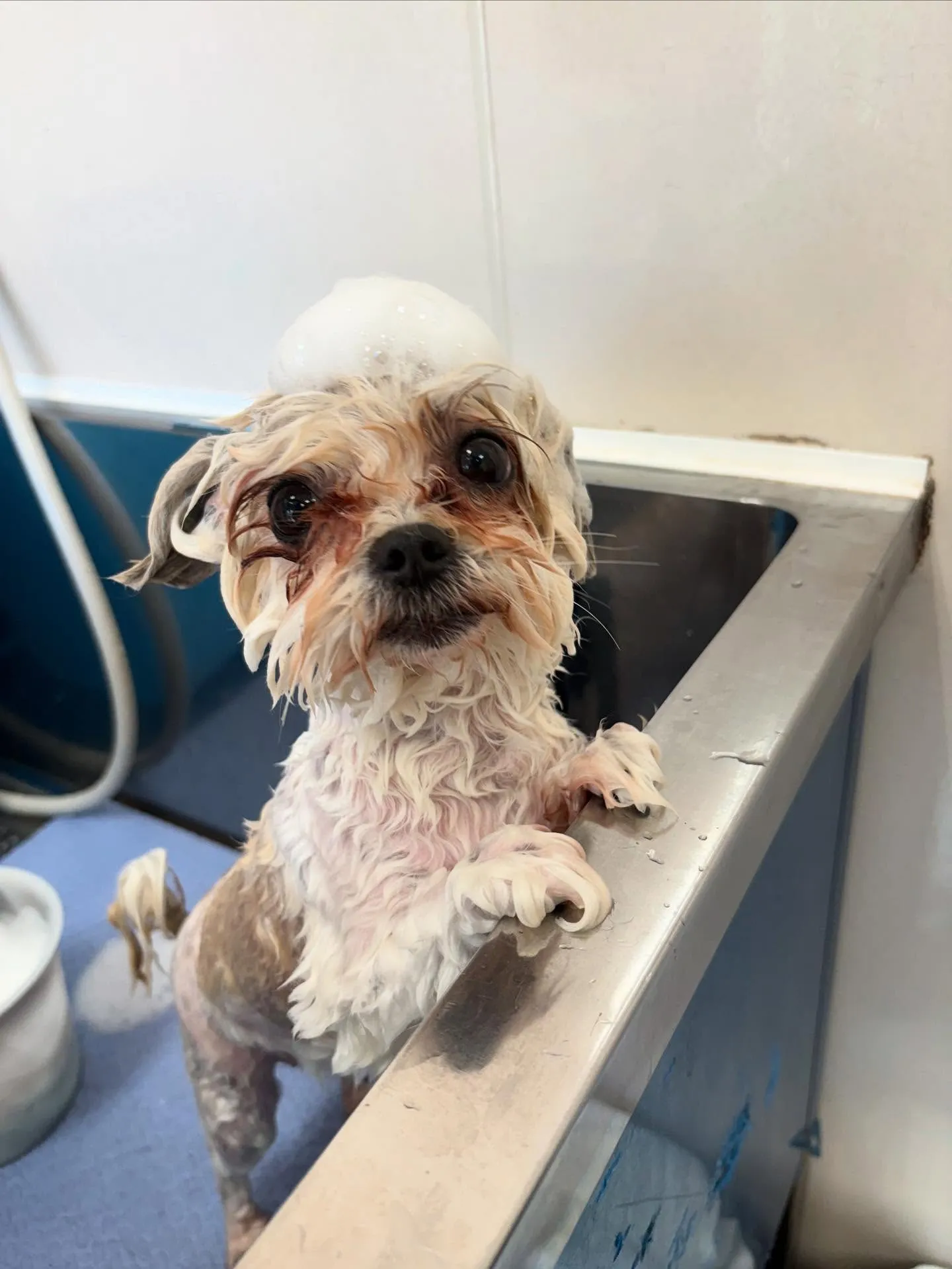 犬のトリミング✂️