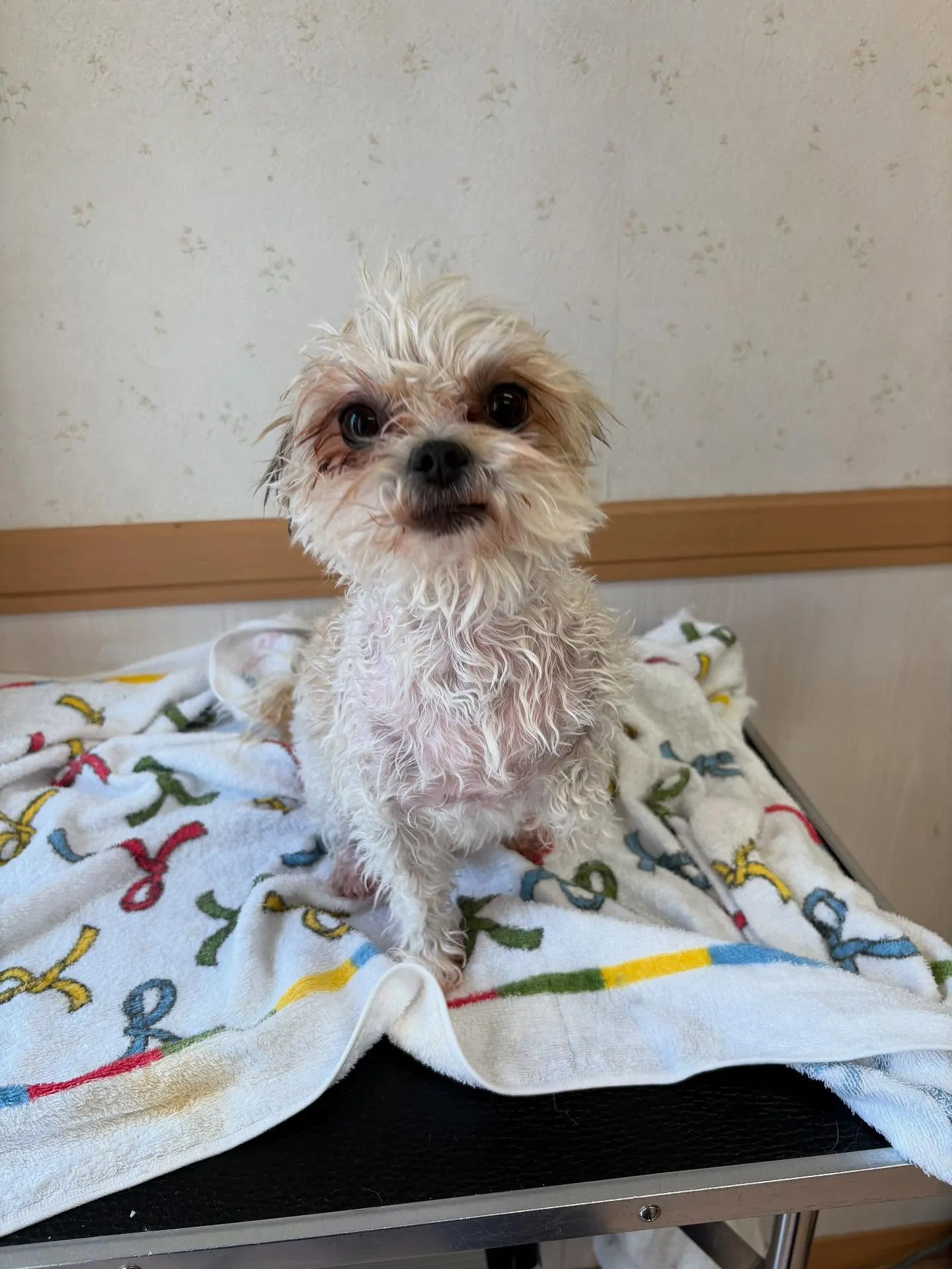 犬のトリミング✂️