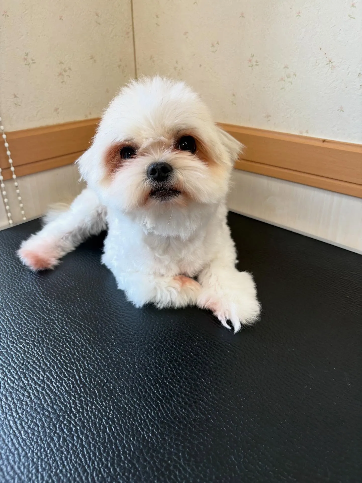 犬のトリミング✂️