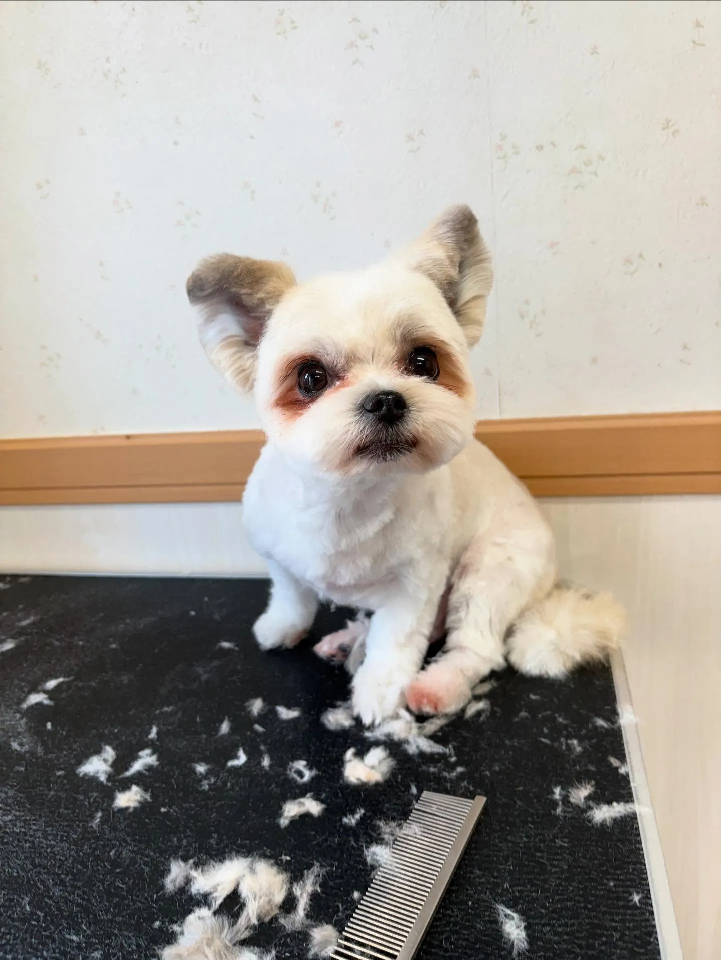 犬のトリミング✂️