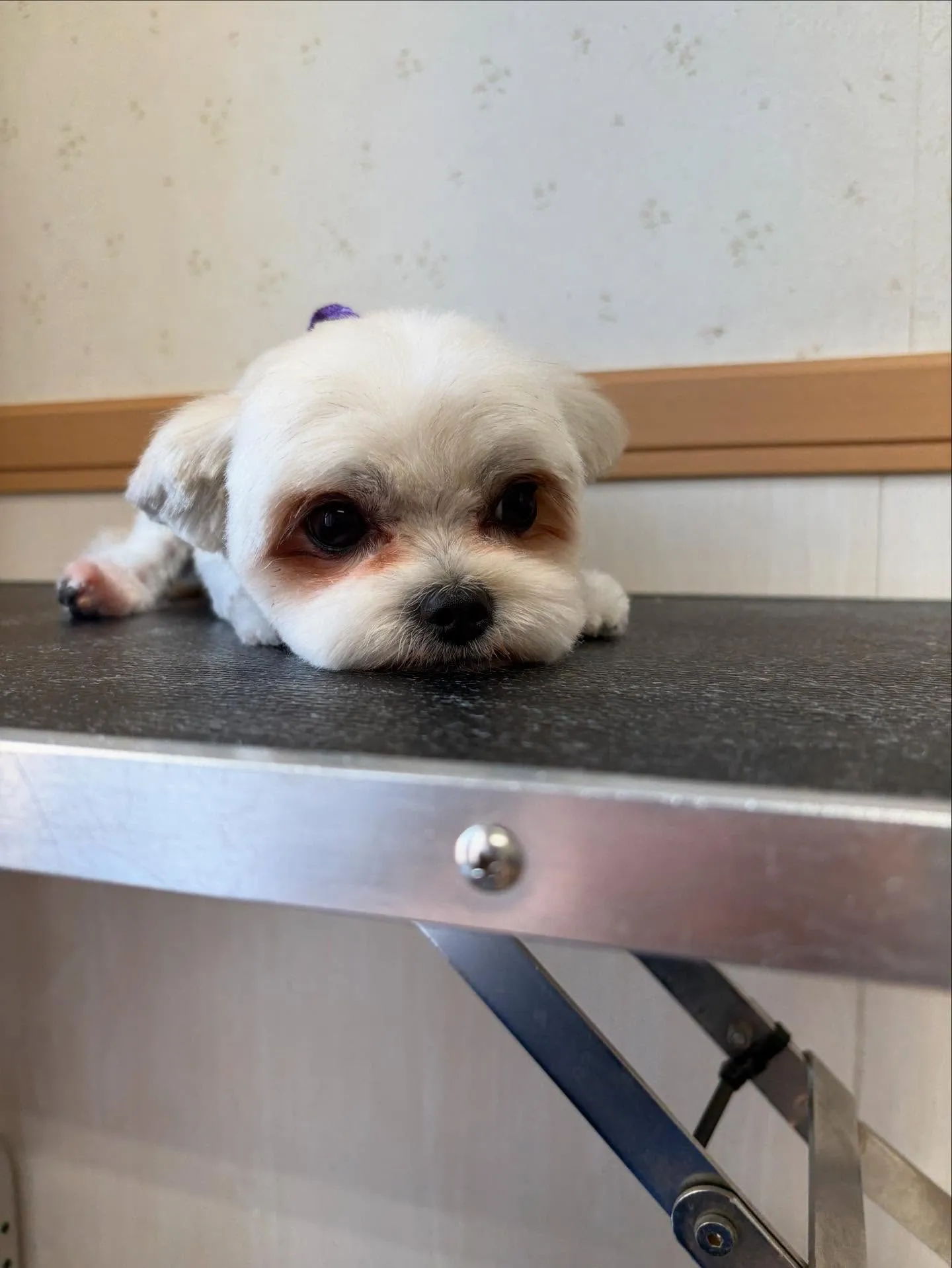 犬のトリミング✂️
