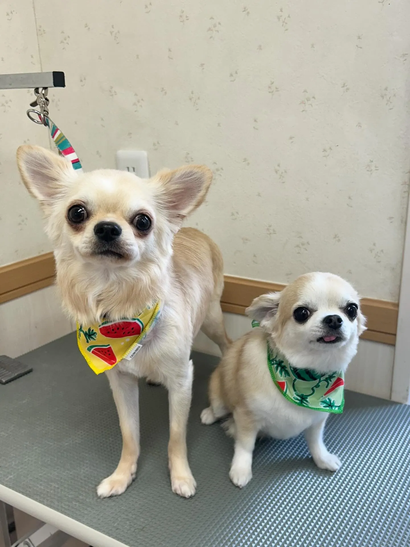 犬のトリミング✂️