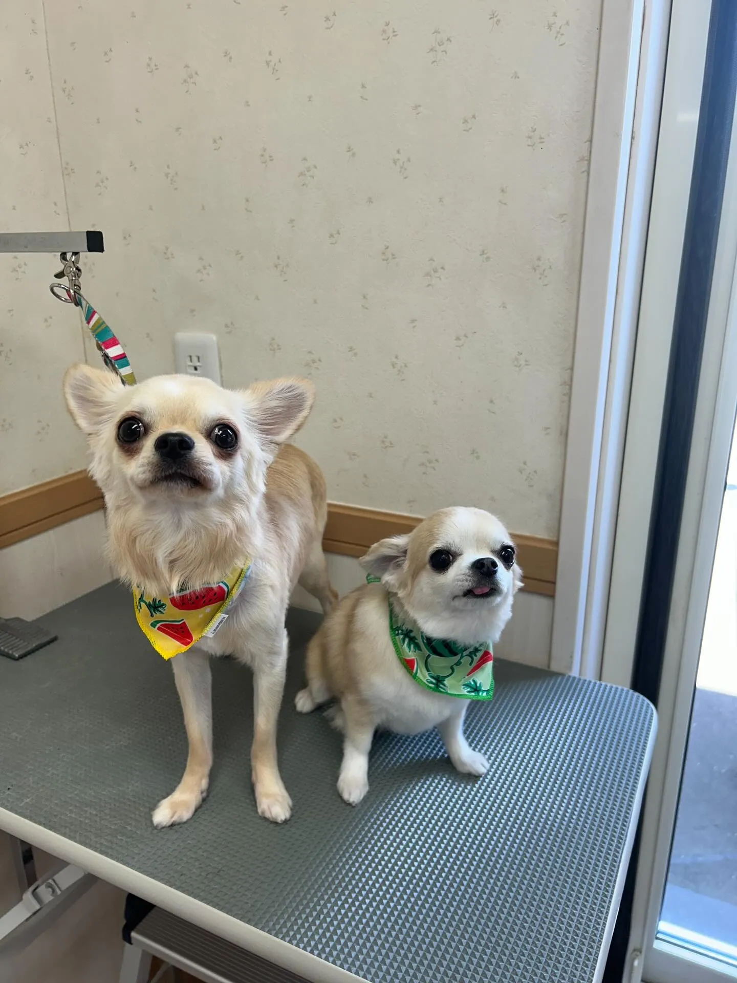 犬のトリミング✂️