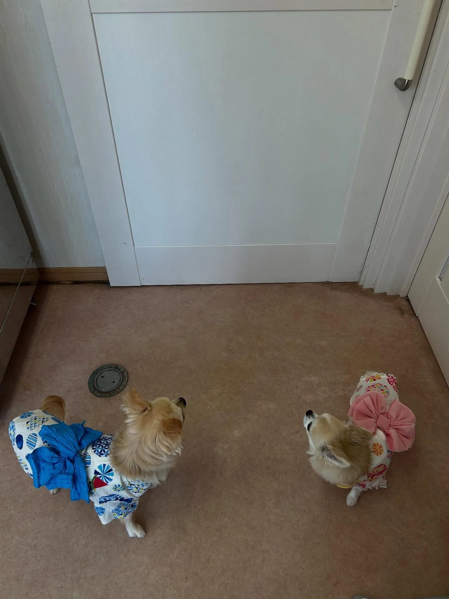 犬のトリミング✂️