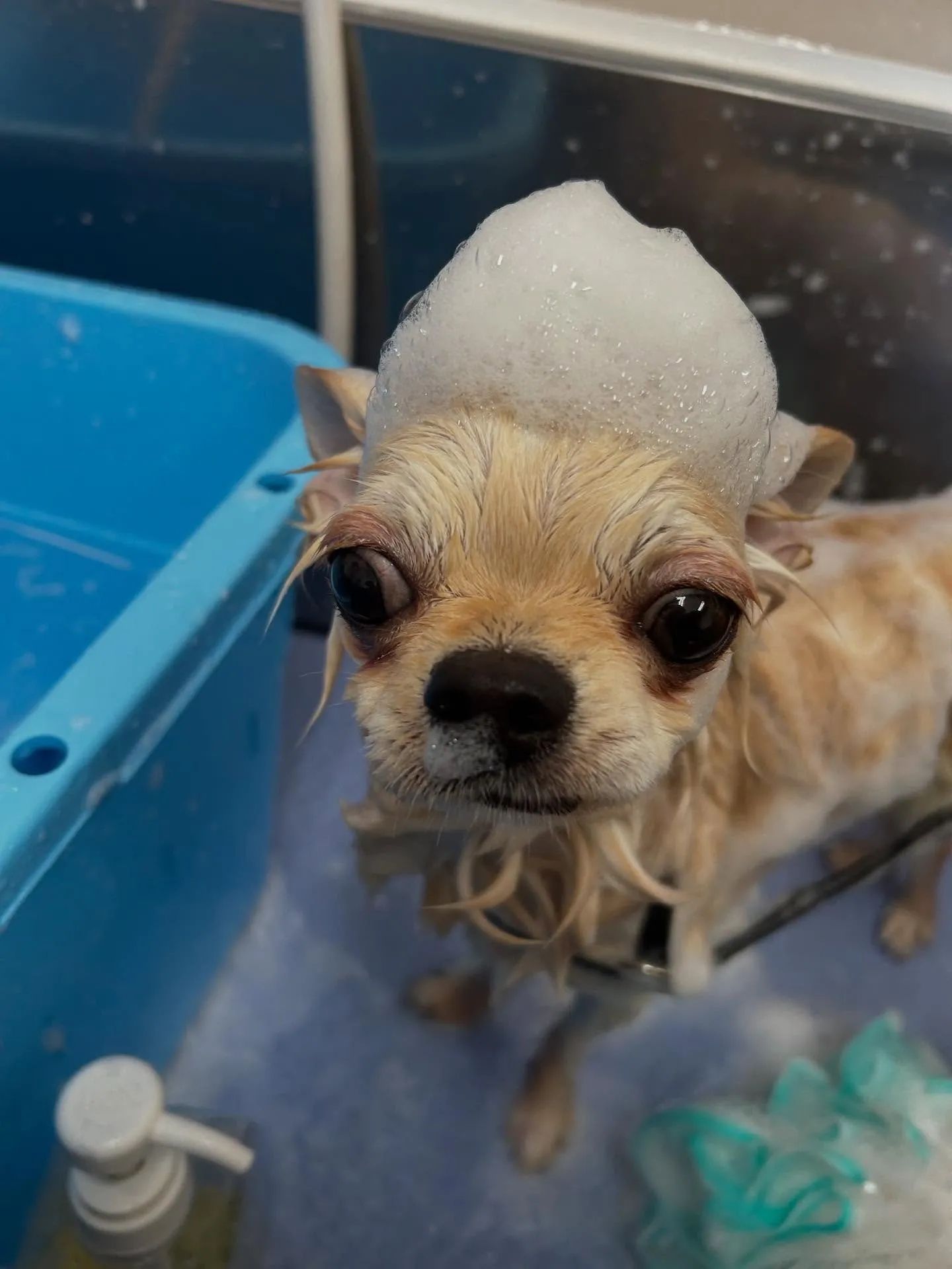 犬のトリミング✂️