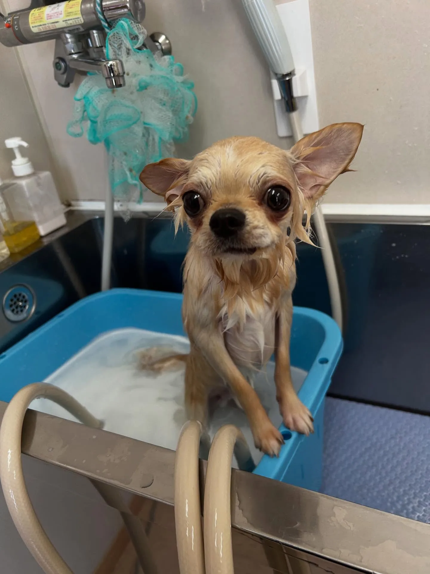 犬のトリミング✂️